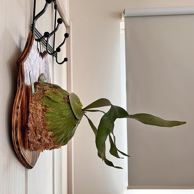 ビカクシダ ホーンズサプライズ 着生板大サイズ 板付 【観葉植物 室内 コウモリラン】