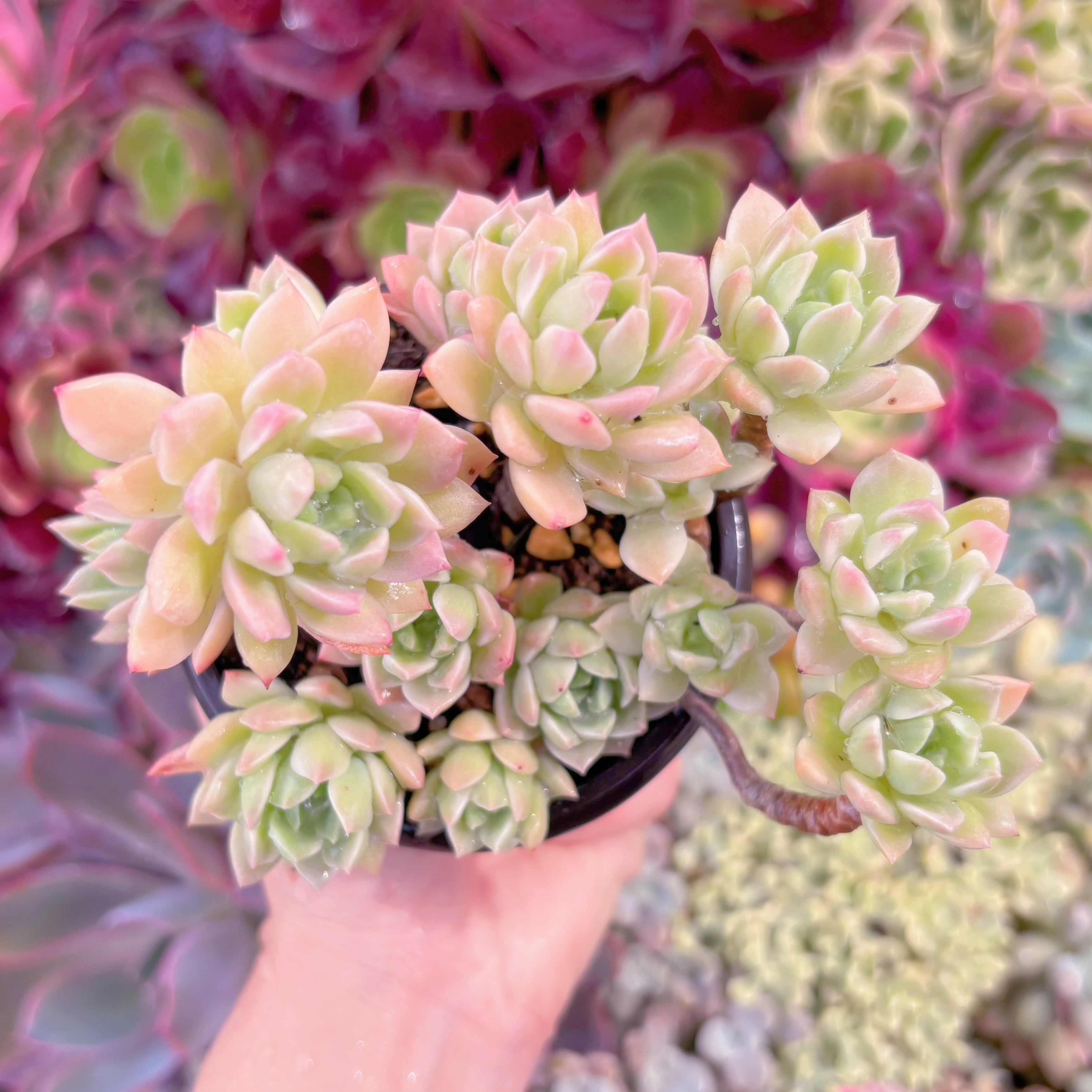 現品　マッコス錦#F090　古株　るる農園