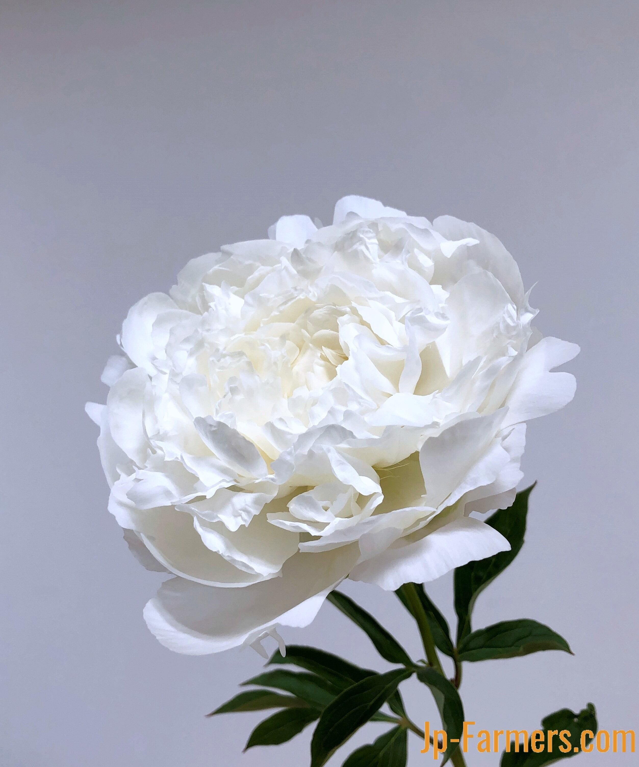 Ja北魚沼農協の芍薬 白雪姫 大輪 10本 販売 Jp Farmers Com Ja北魚沼農協の芍薬 白雪姫 大輪 10本 販売 Jp Farmers Com