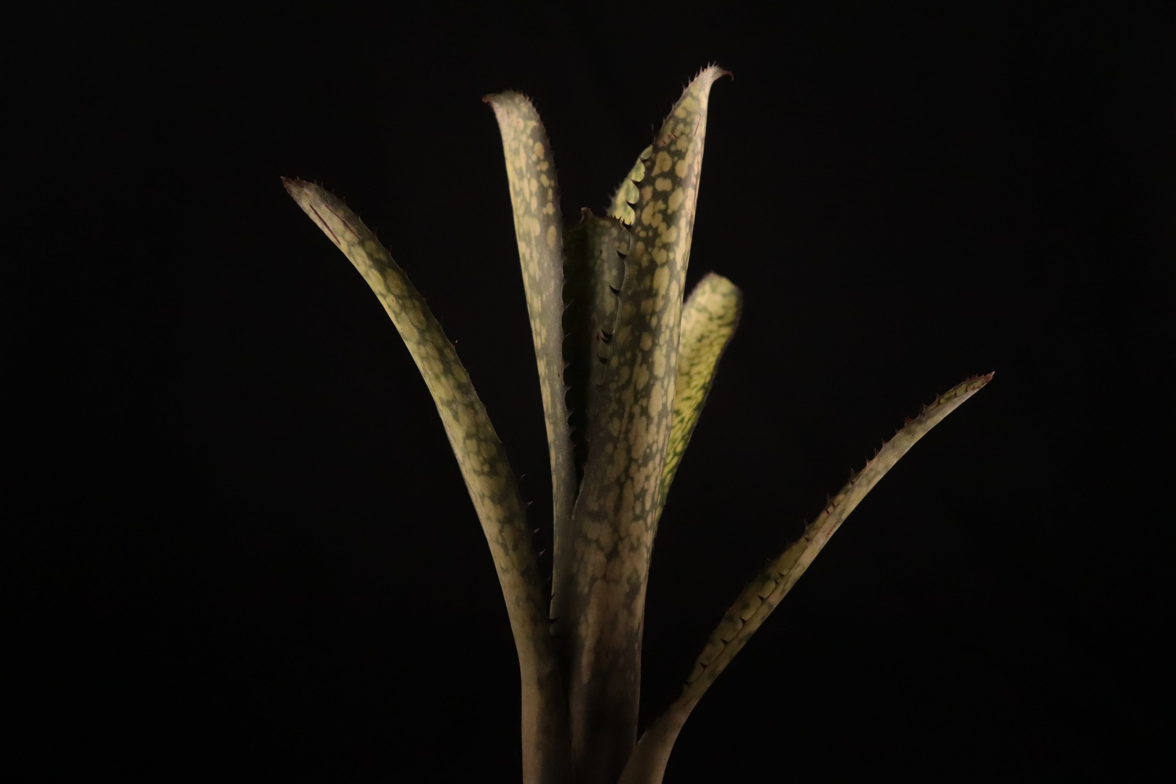 送料無料】Billbergia 'Kolan Apocalyptic' x 'Kolan Crunch