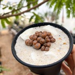 Conophytum pellucidum v.terricolor【コノフィツム・ペルシダム】