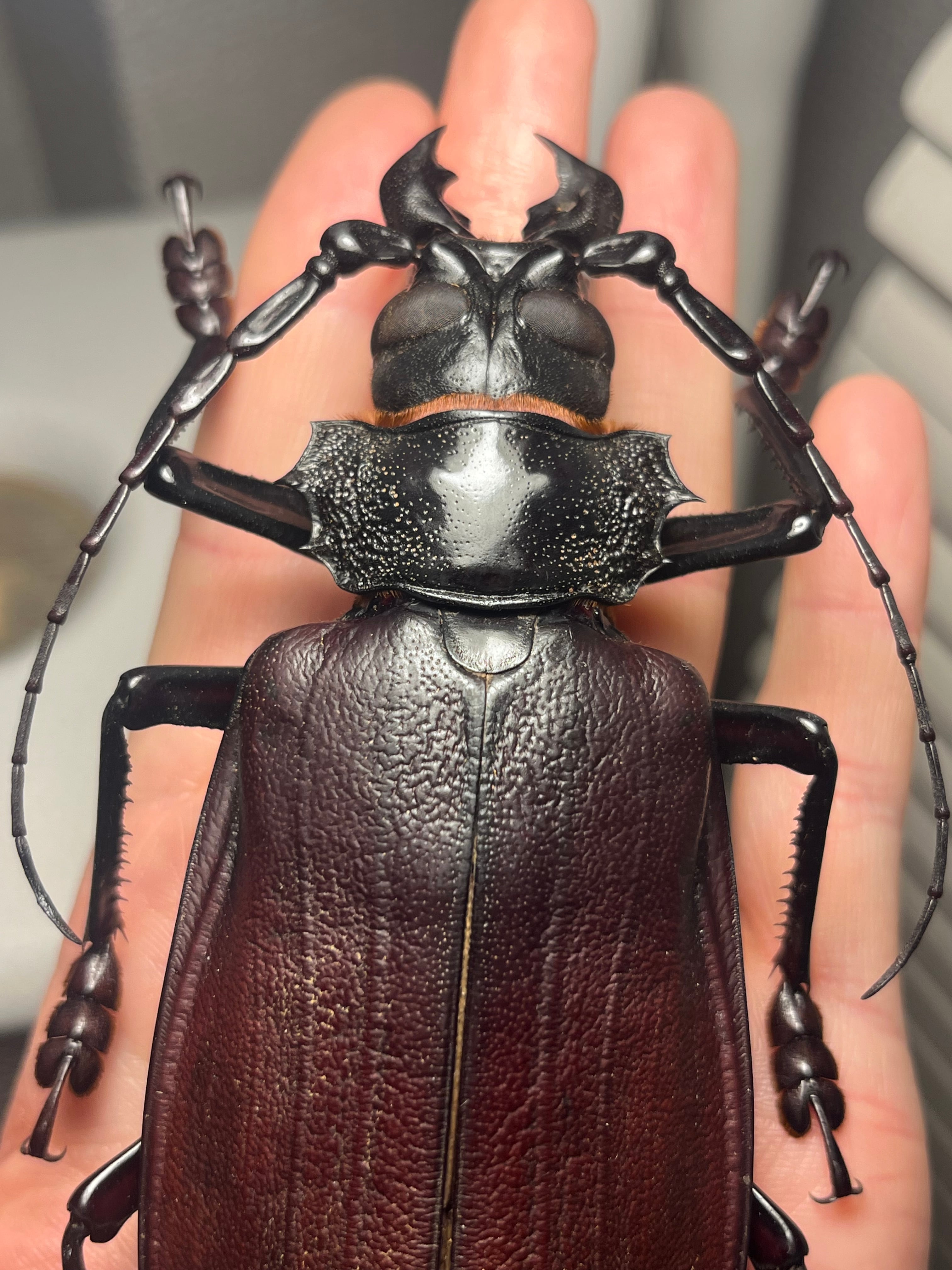 131mm】タイタンオオウスバカミキリ カブトムシクワガタハナムグリ