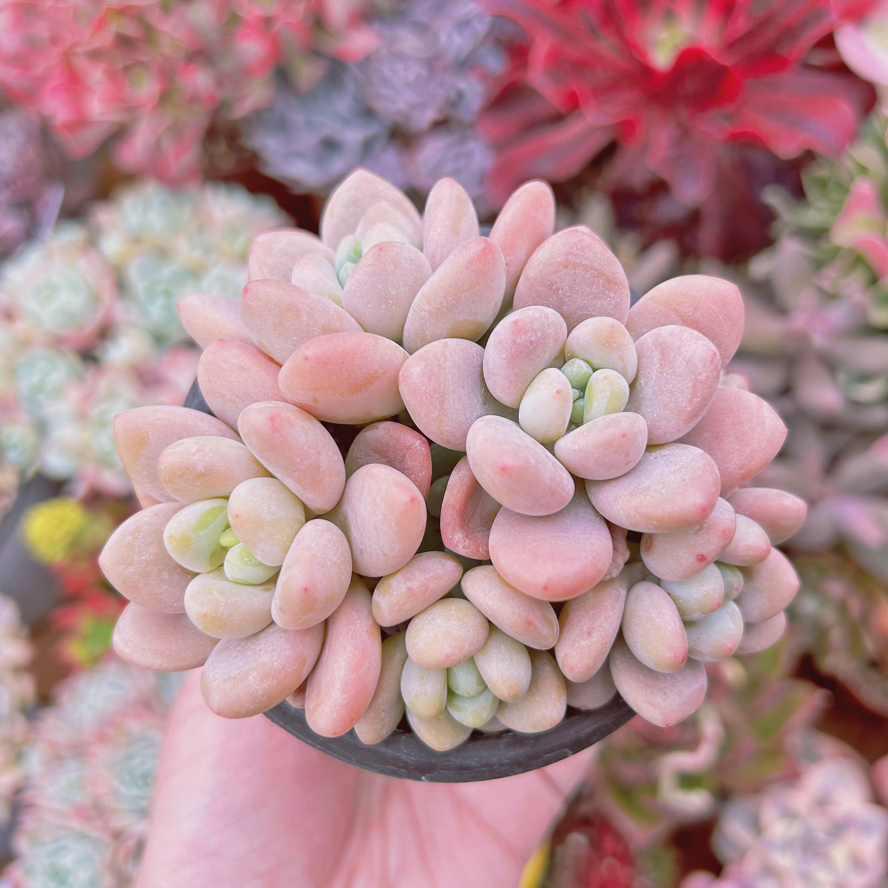 現物　多肉植物　マカロン　特大