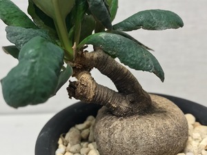ユーフォルビア スバポダ