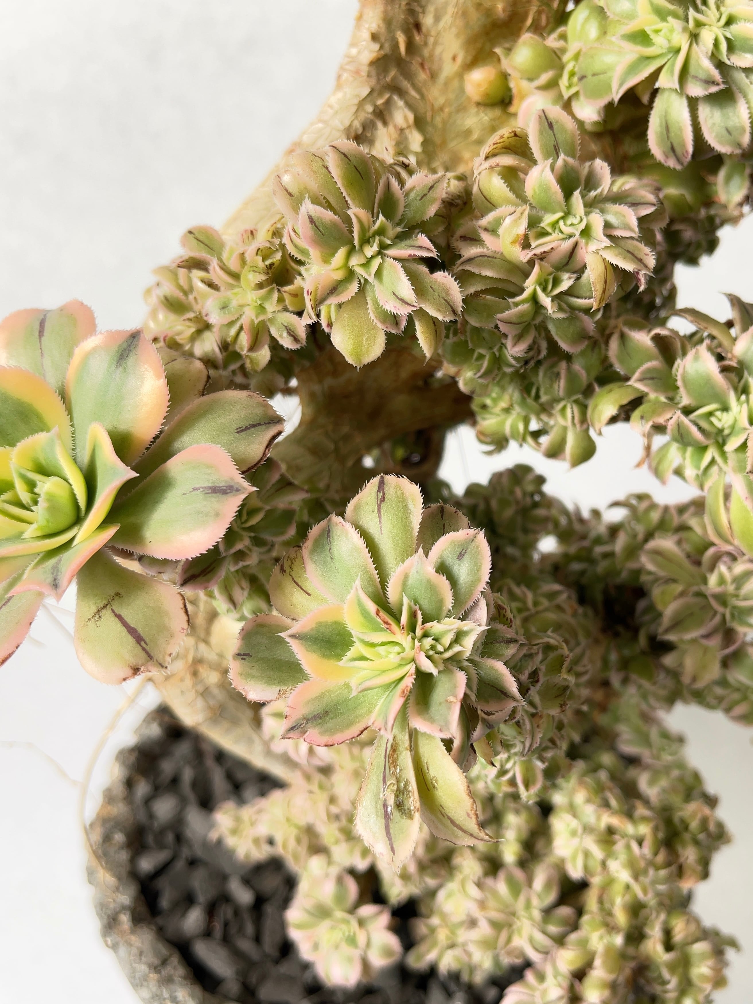 アエオニウム 傾城綴化 アエオニウム 傾城綴化