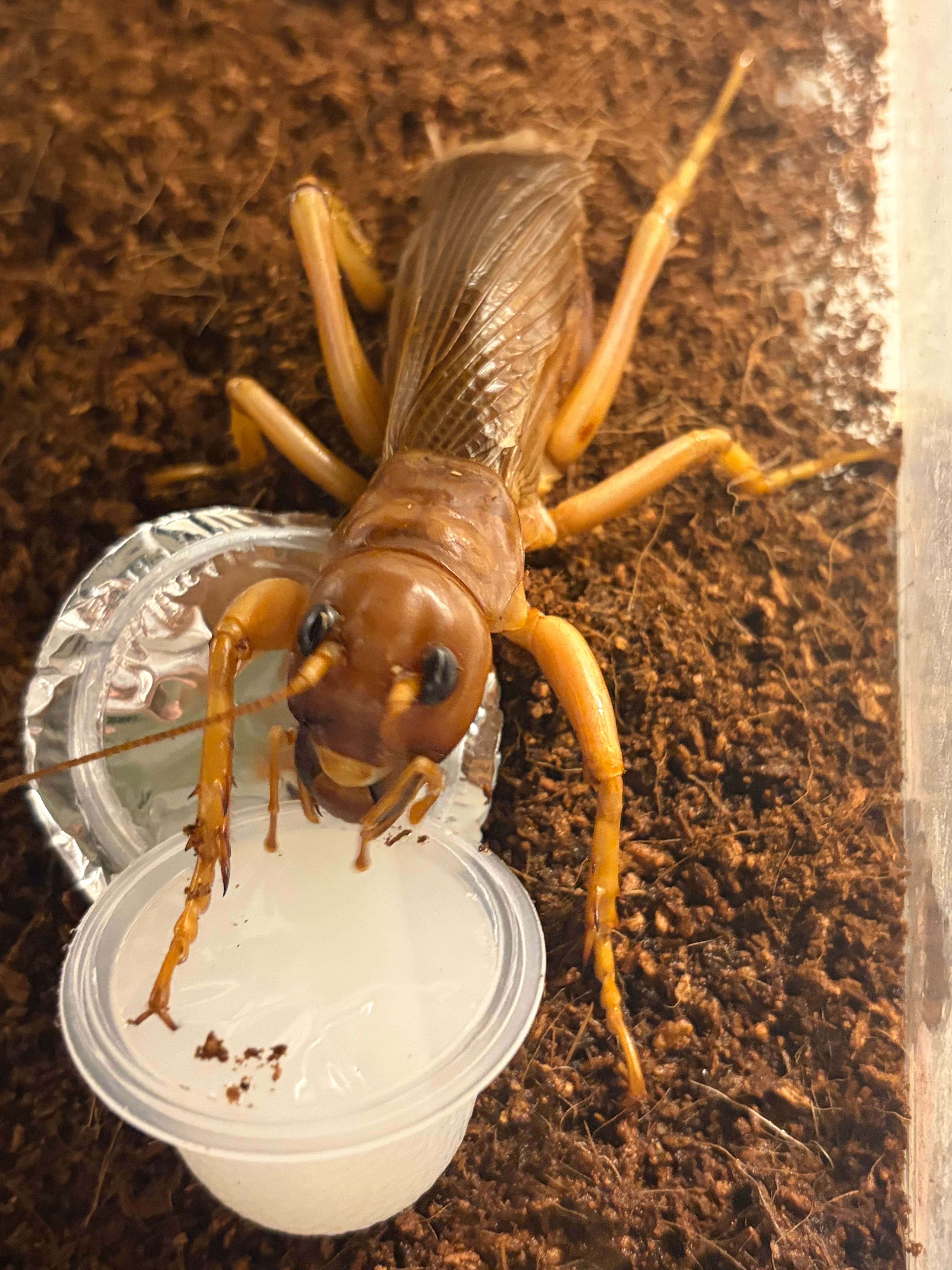 生体ペア】リオック Sia ferox コロギス 昆虫標本デュビアタランチュラ