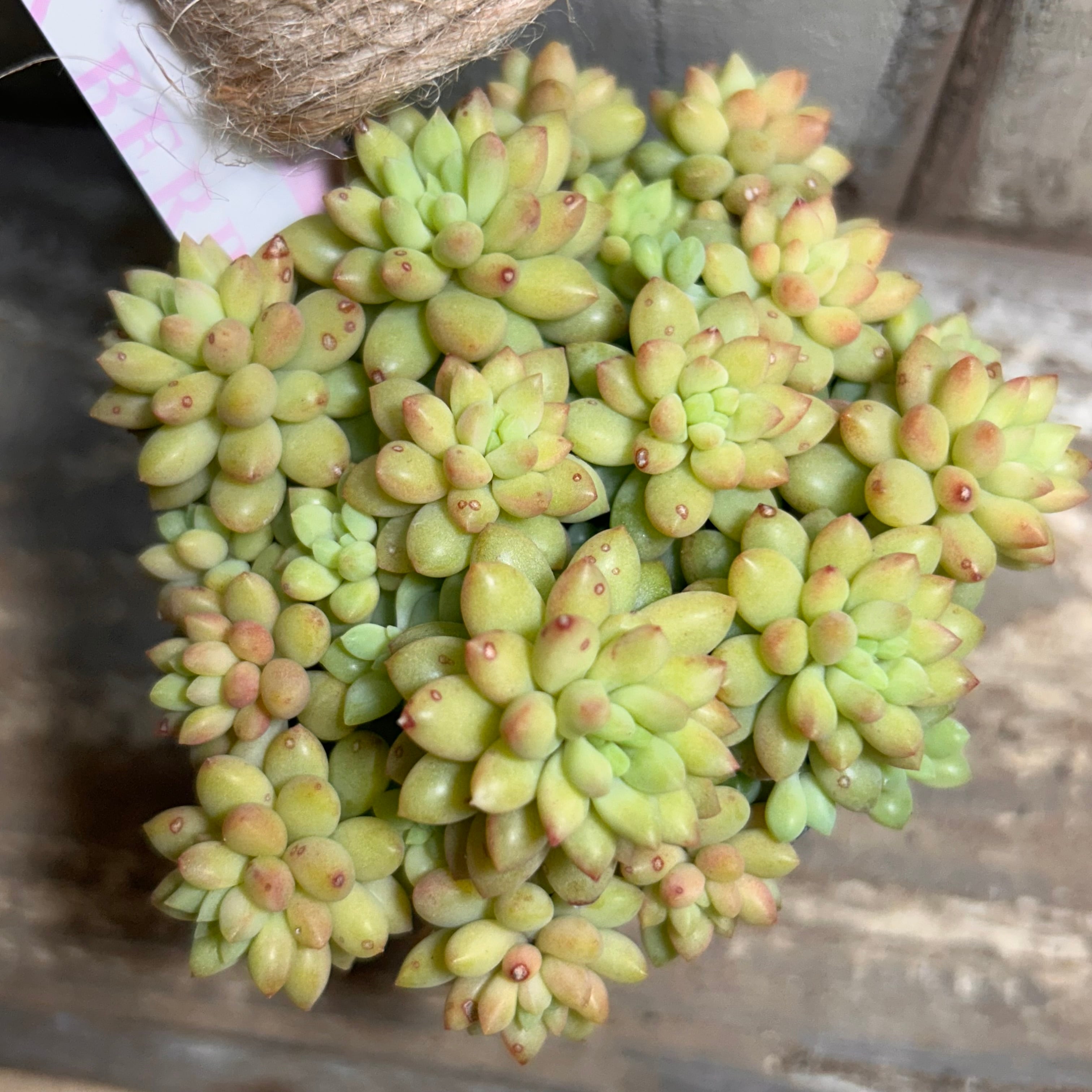 白鳳錦(アエオニウム) | RuPo 多肉植物専門店