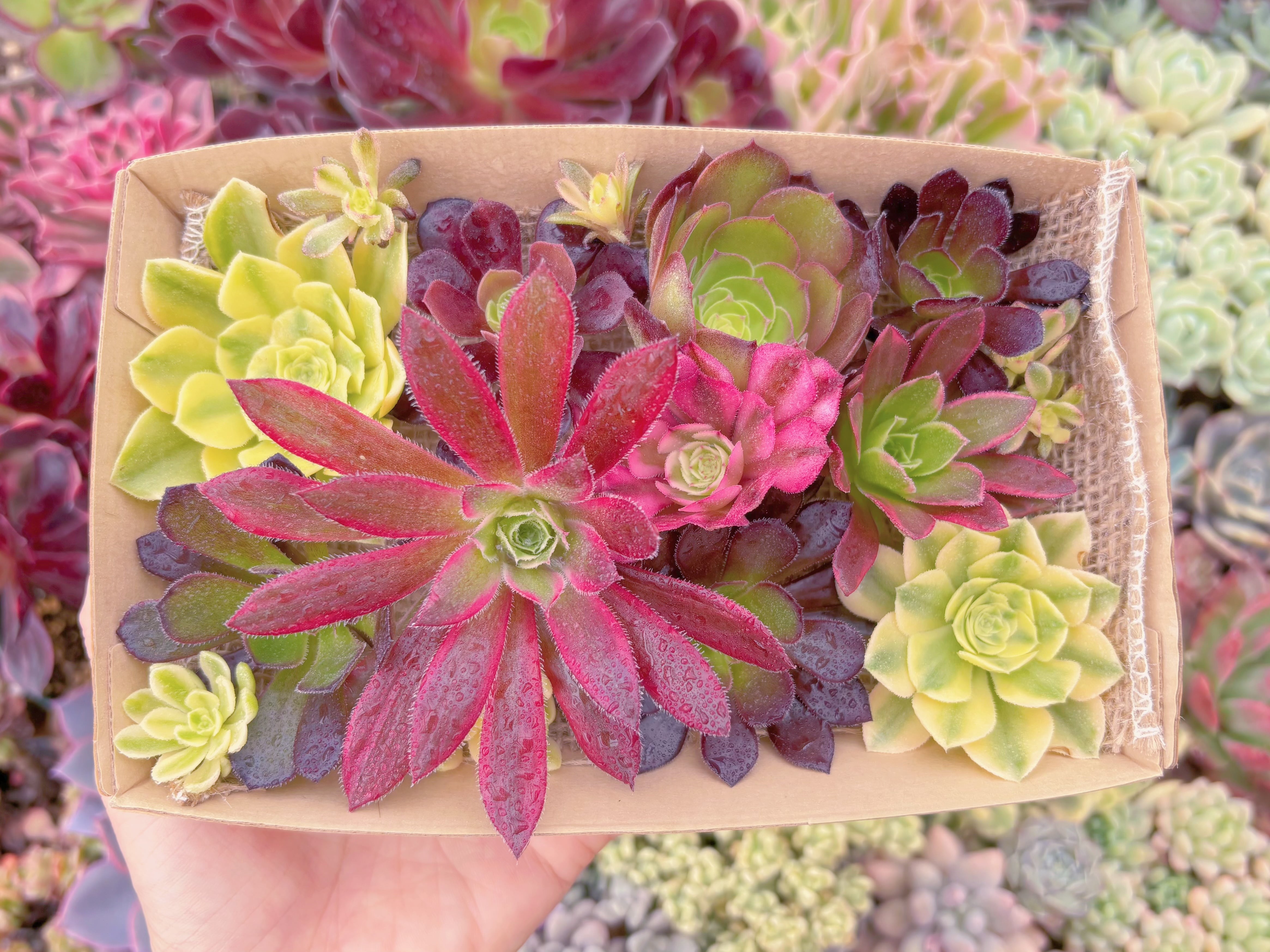 現品　寄せ植えセット#1177　12cmx20cm　るる農園