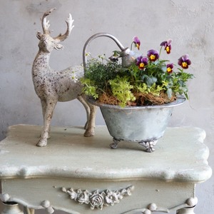 冬かや春に楽しむ寄せ植え｜バスタブSビオラフィロチョコ＆ブラキカムの寄せ植え　届いてすぐ玄関に飾れる 　プレゼントにもオススメ　