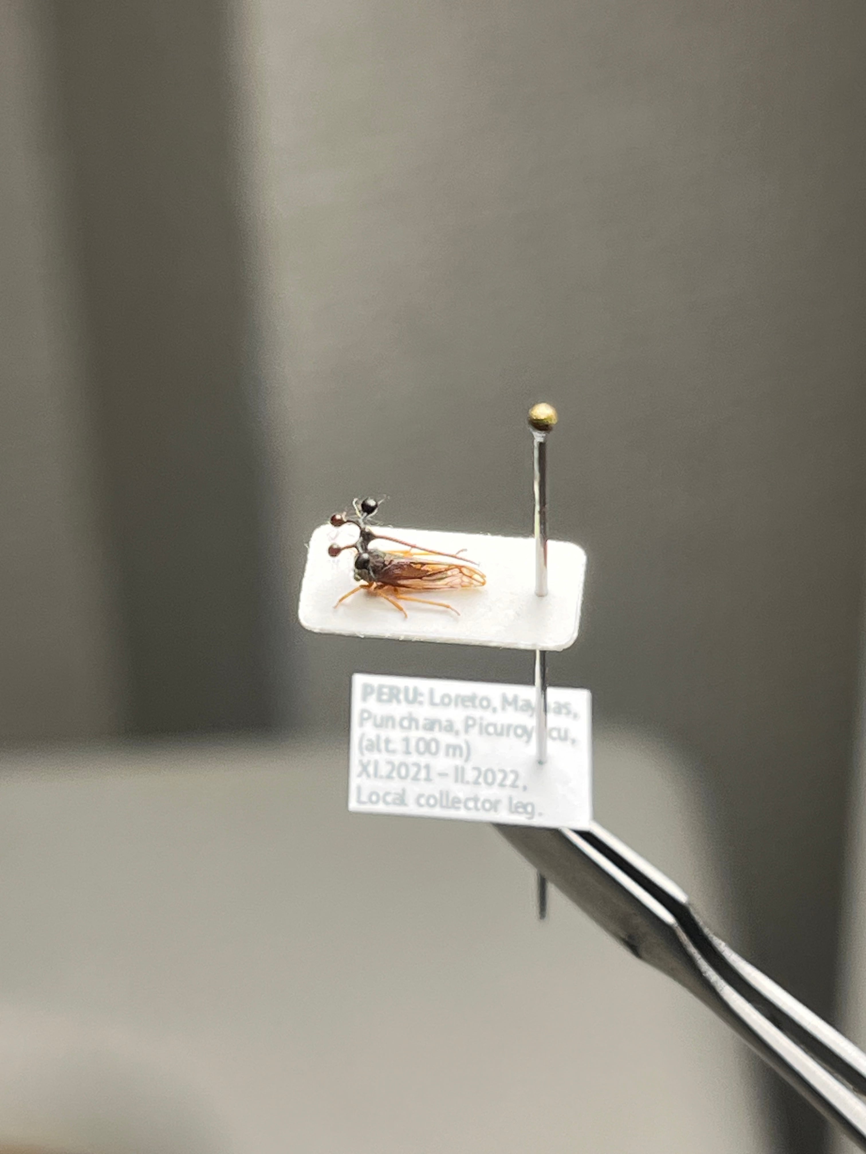 学名珍々】ヨツコブツノゼミ 標本ボッキディウム・チンチンナブリ