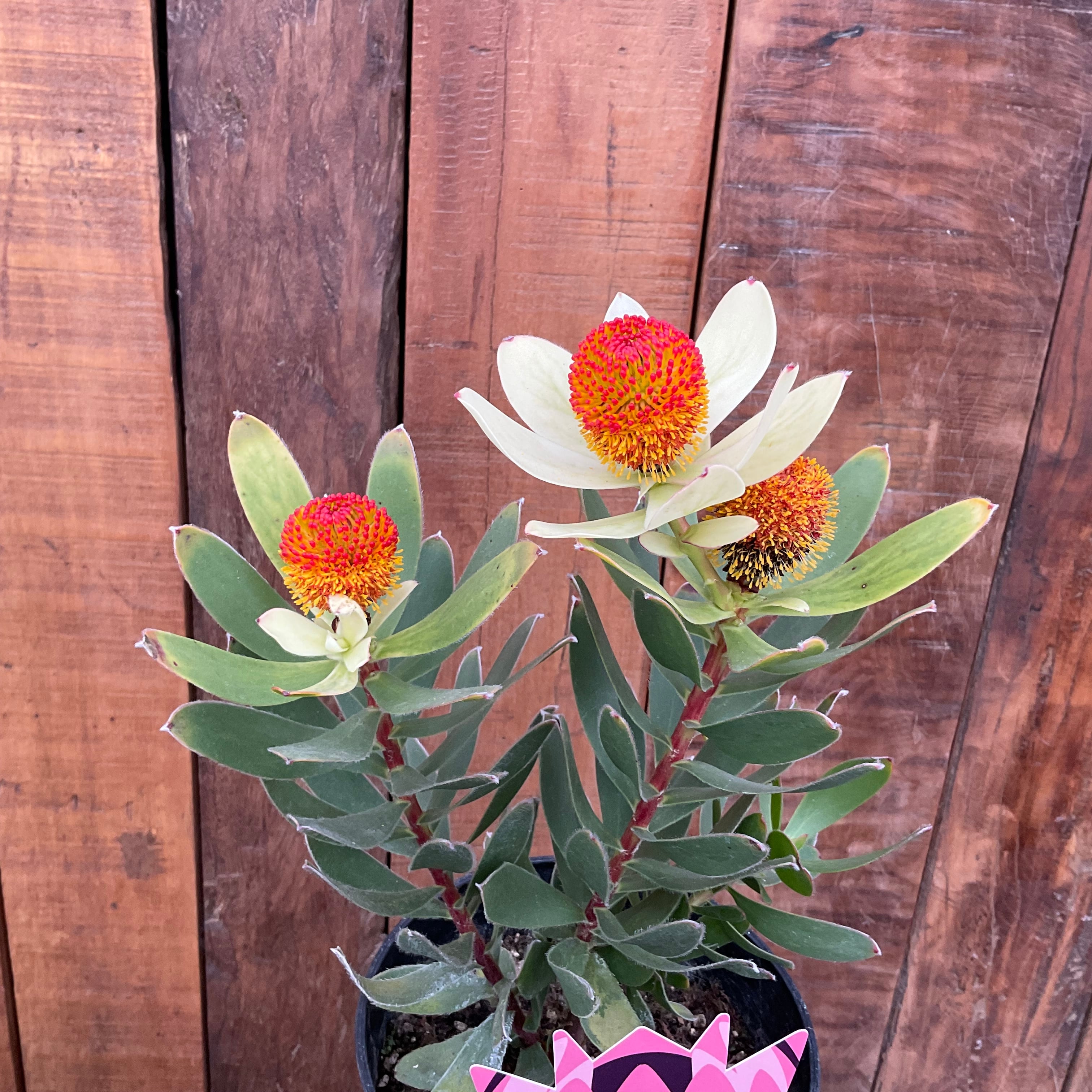 リューカデンドロン サマーサン① | 沼ノ上農園