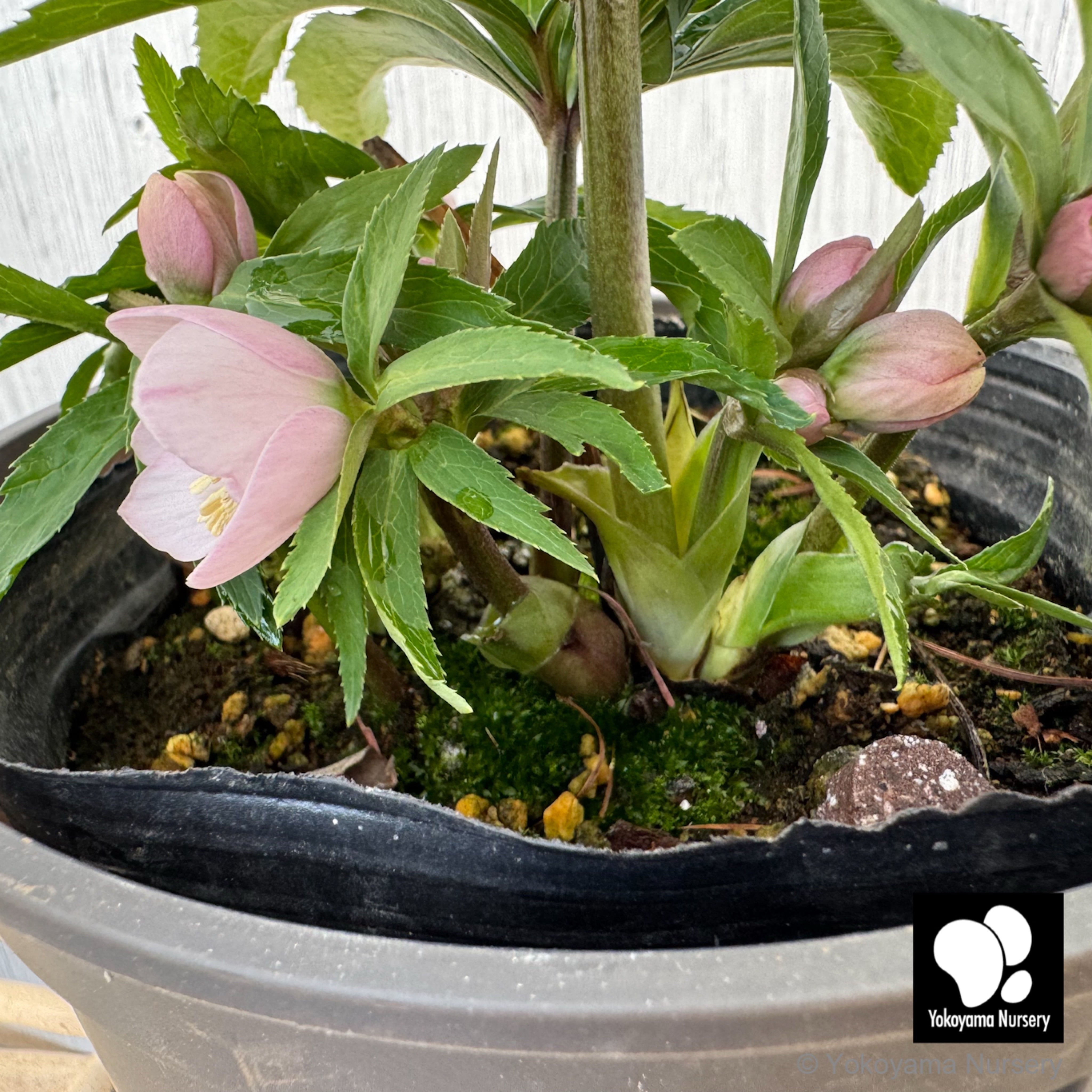 専用【開花株】横山園芸クリスマスローズ ベビードール 札付き 抽選