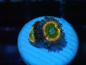 BossCollection Zoanthus Rainbow 4