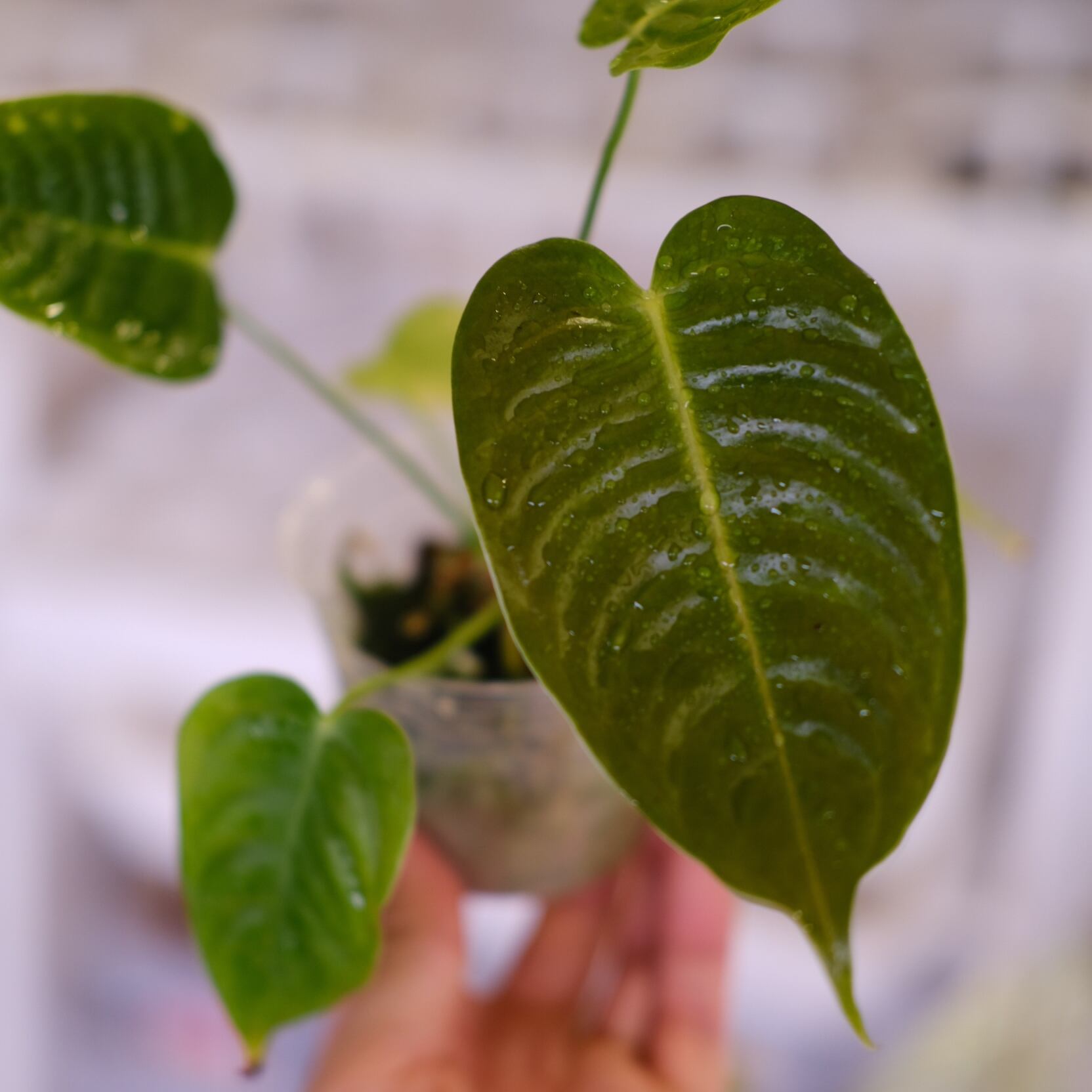 アンスリウム　スコーピオン Anthurium Scorpion Mint – TerraFlora Global