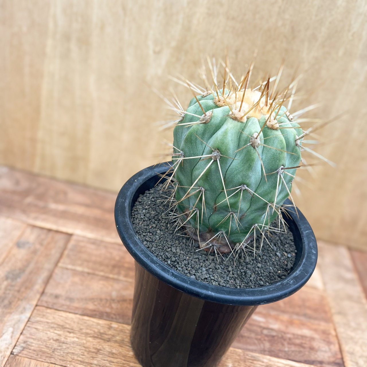 Copiapoa gigantea【コピアポア・ギガンティア・実生】