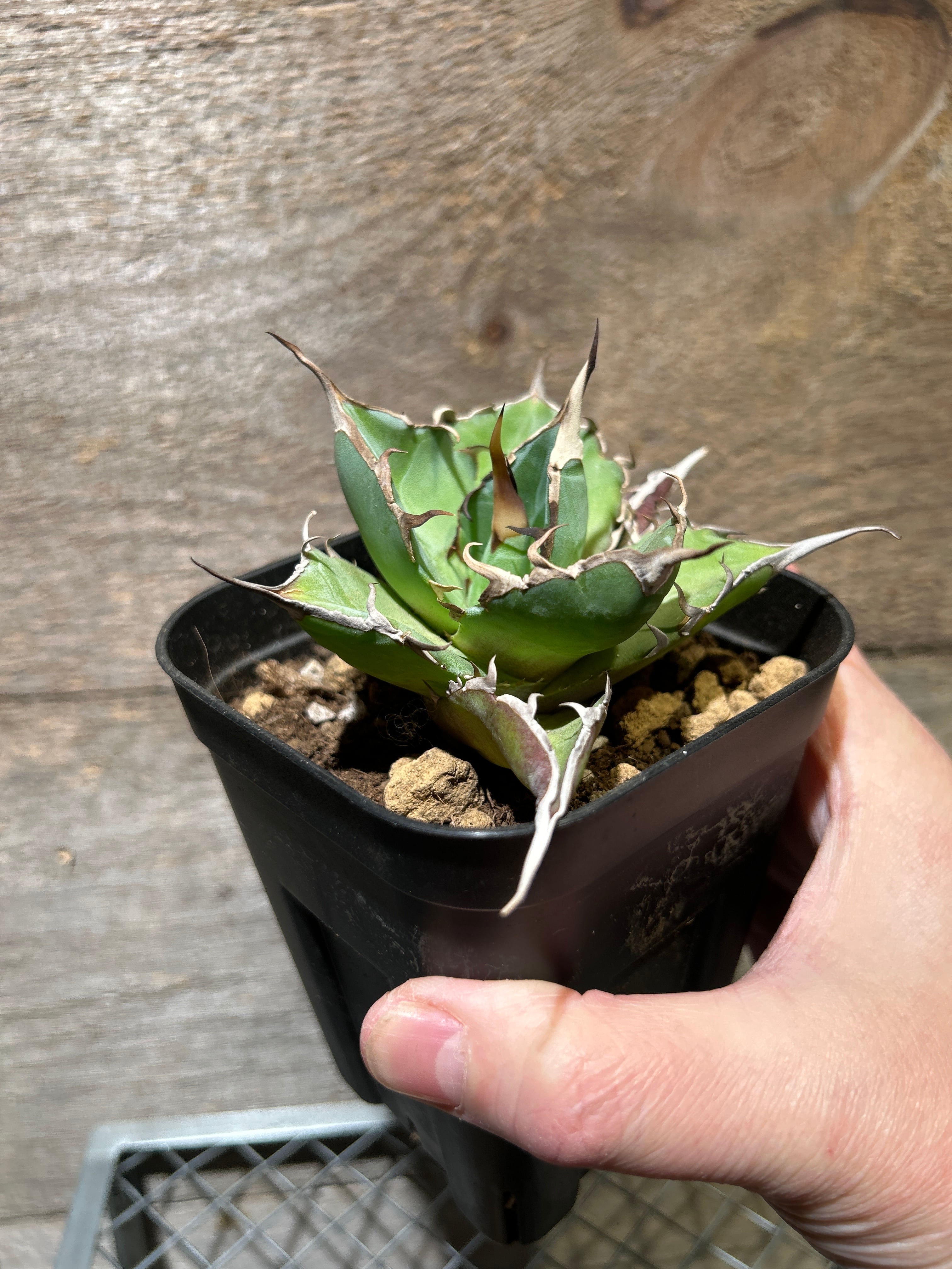 アガベ チタノタ ハデス3号 | 植物との暮らし apricot