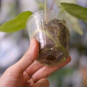 アンスリウム・レガレ / Anthurium Regale⑬│観葉植物