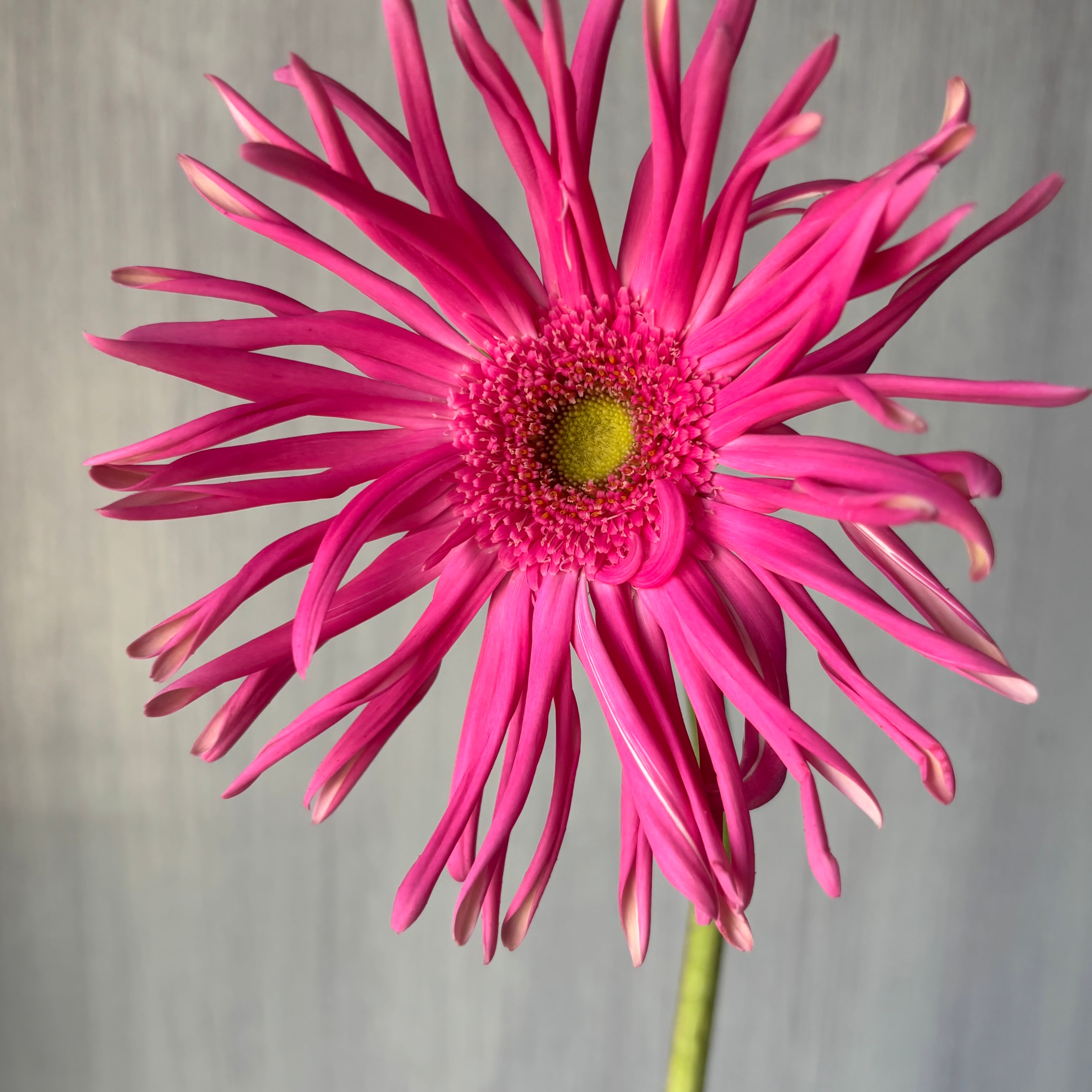 ポップキュートな大輪ガーベラ レベルジンクス （ショッキングピンク