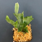 ビカクシダ ウィリンキー 'spur' TC (P.willinckii 'spur' TC)