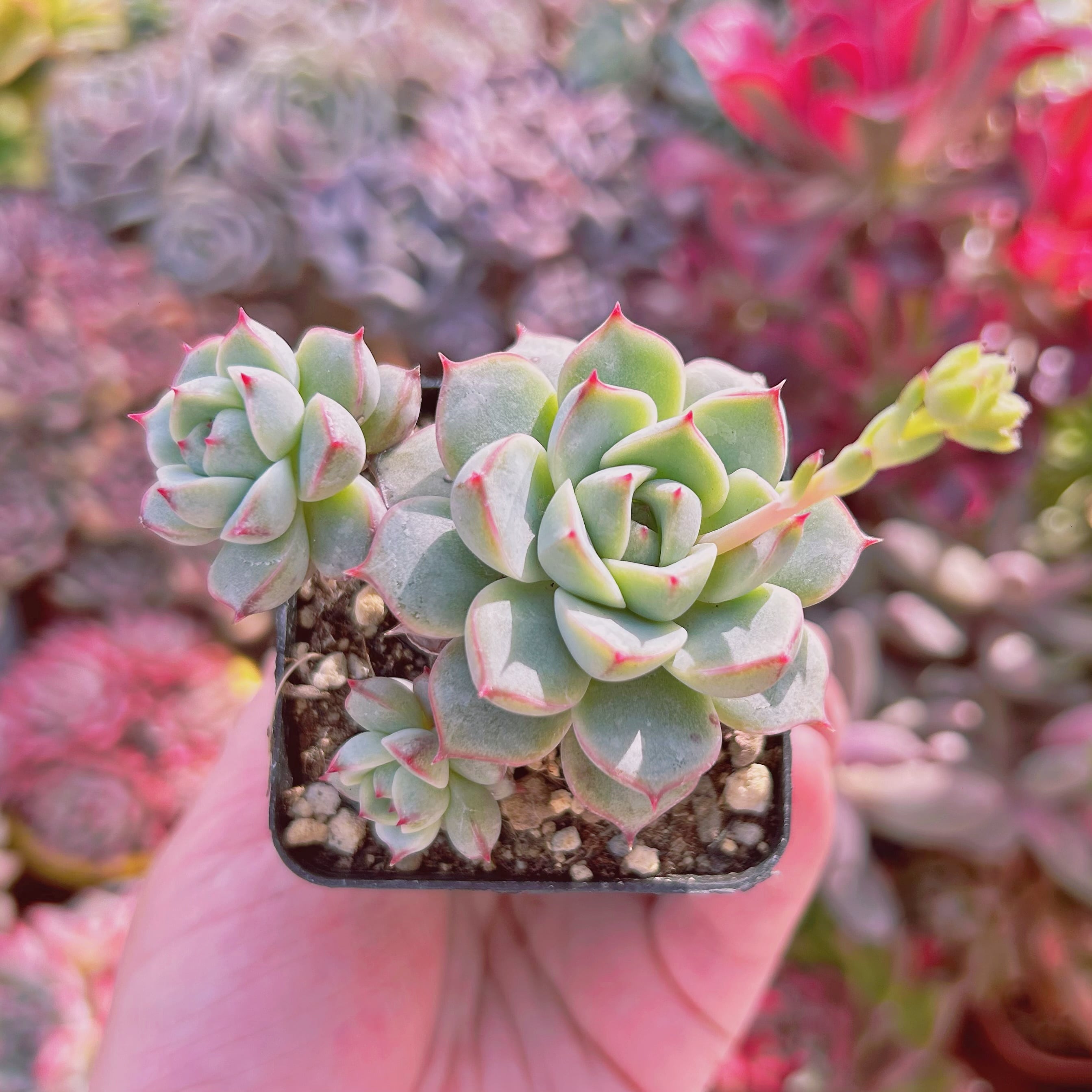 多肉植物⑤　パープソルム　大和錦　抜き苗 多肉植物⑤ パープソルム 大和錦 抜き苗 【公式通販】