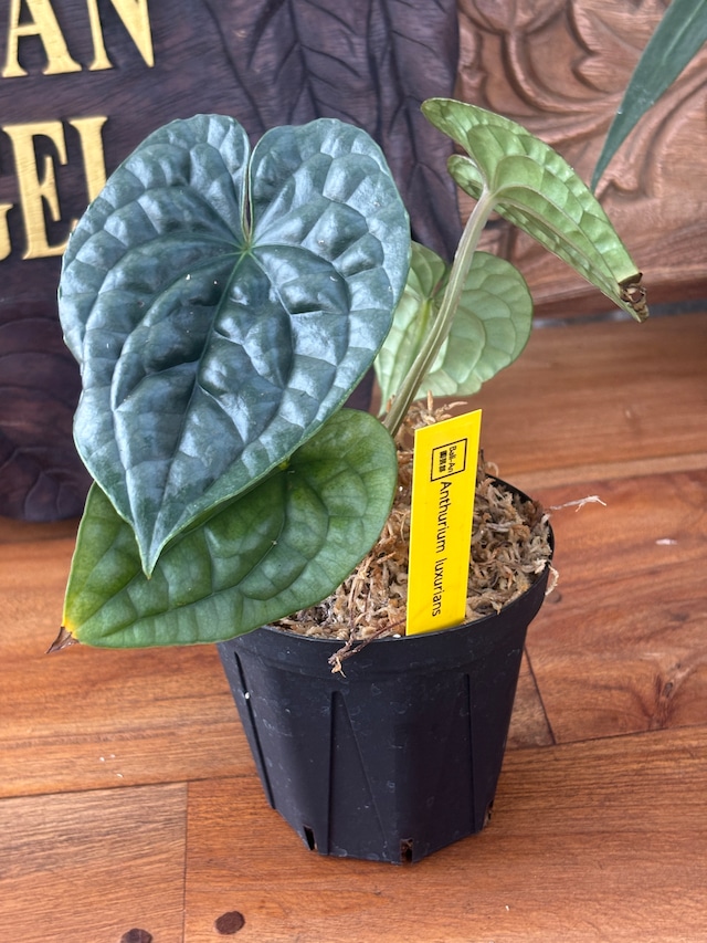 Anthurium luxurians アンスリウムルクスリアンスNo.2（? 花芽来た 