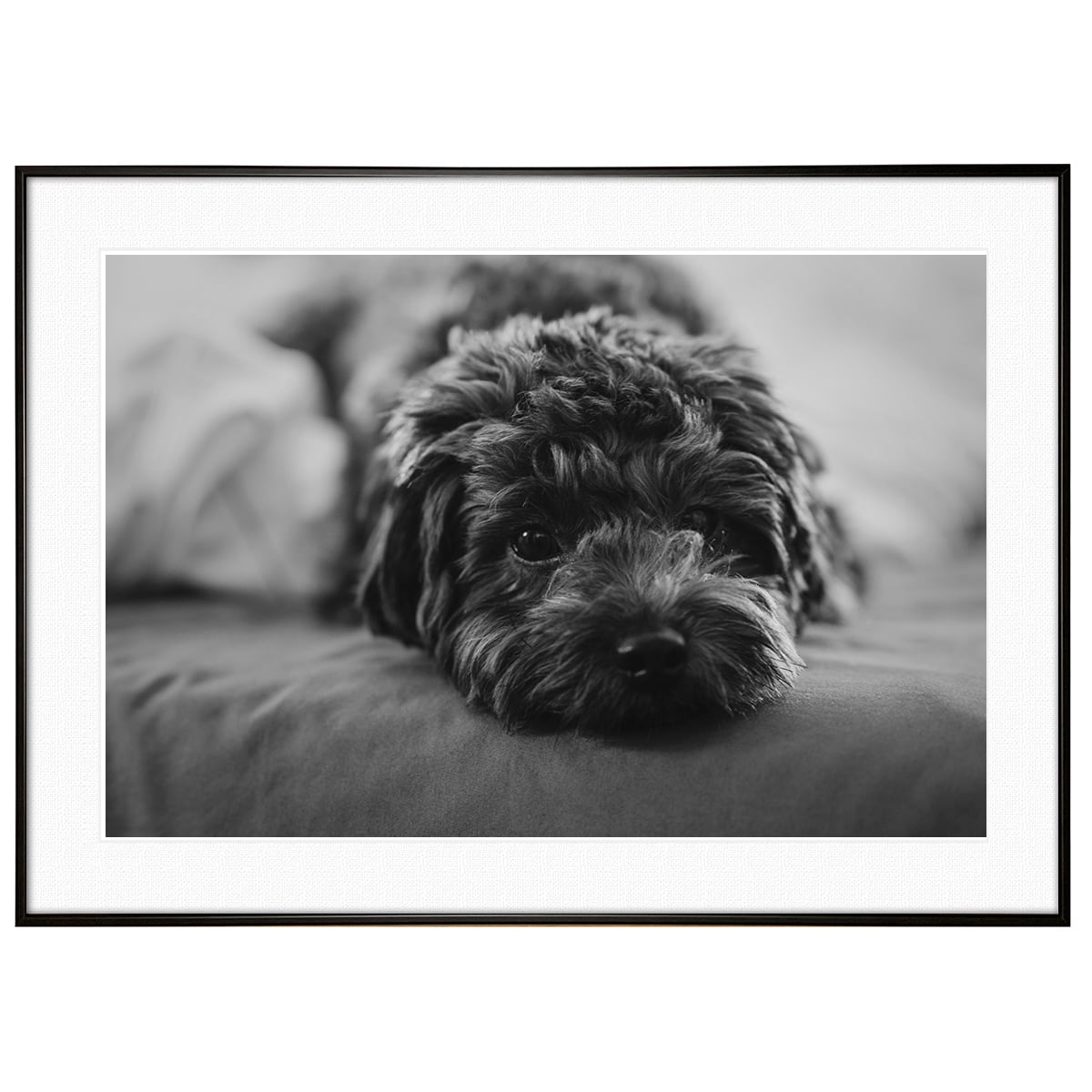 動物写真 犬 トイプードル インテリア モノクロアートポスター額装