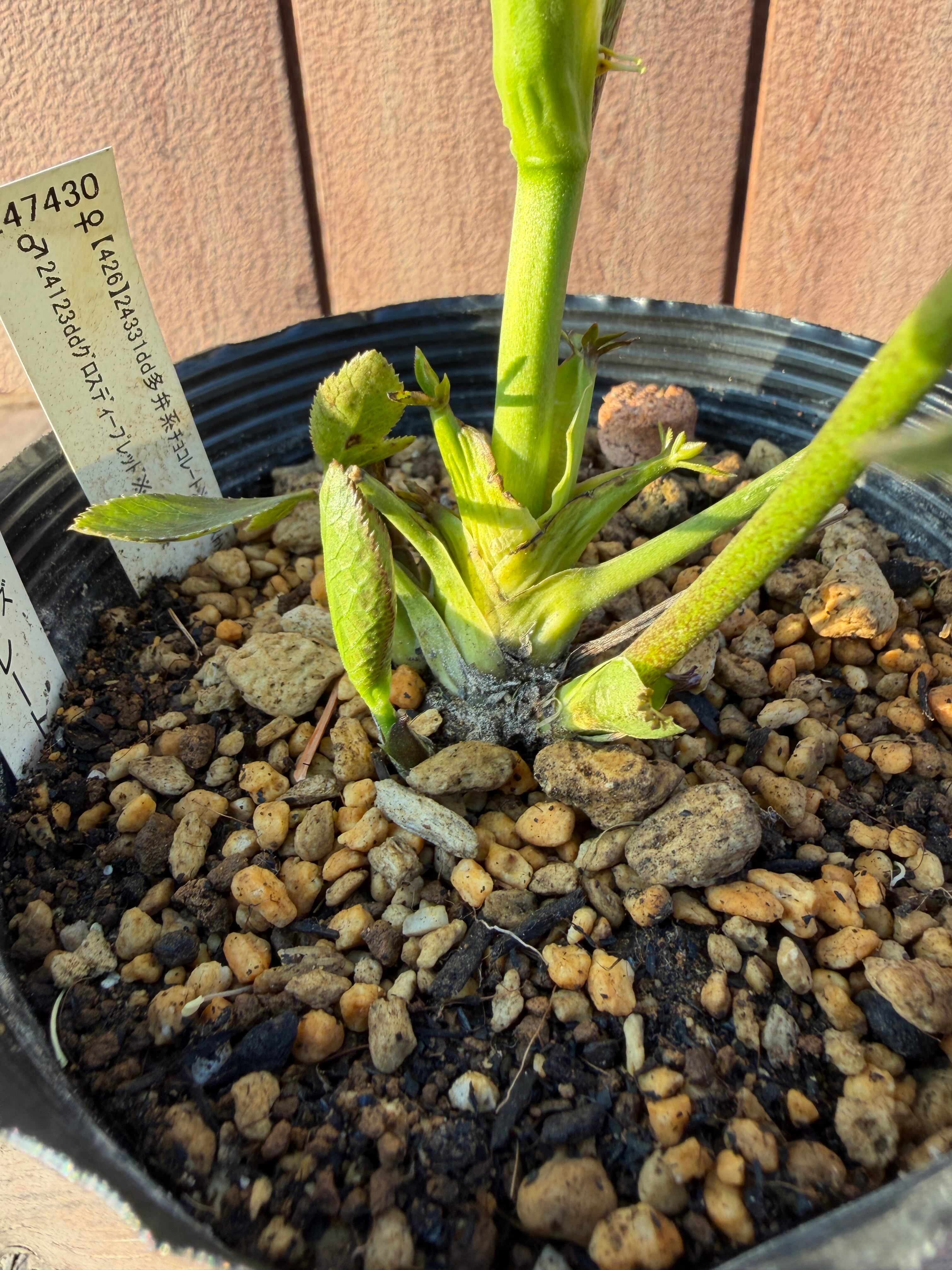 キラメキ☆チョコレート 加藤農園 クリスマスローズ【Ka108】送料無料