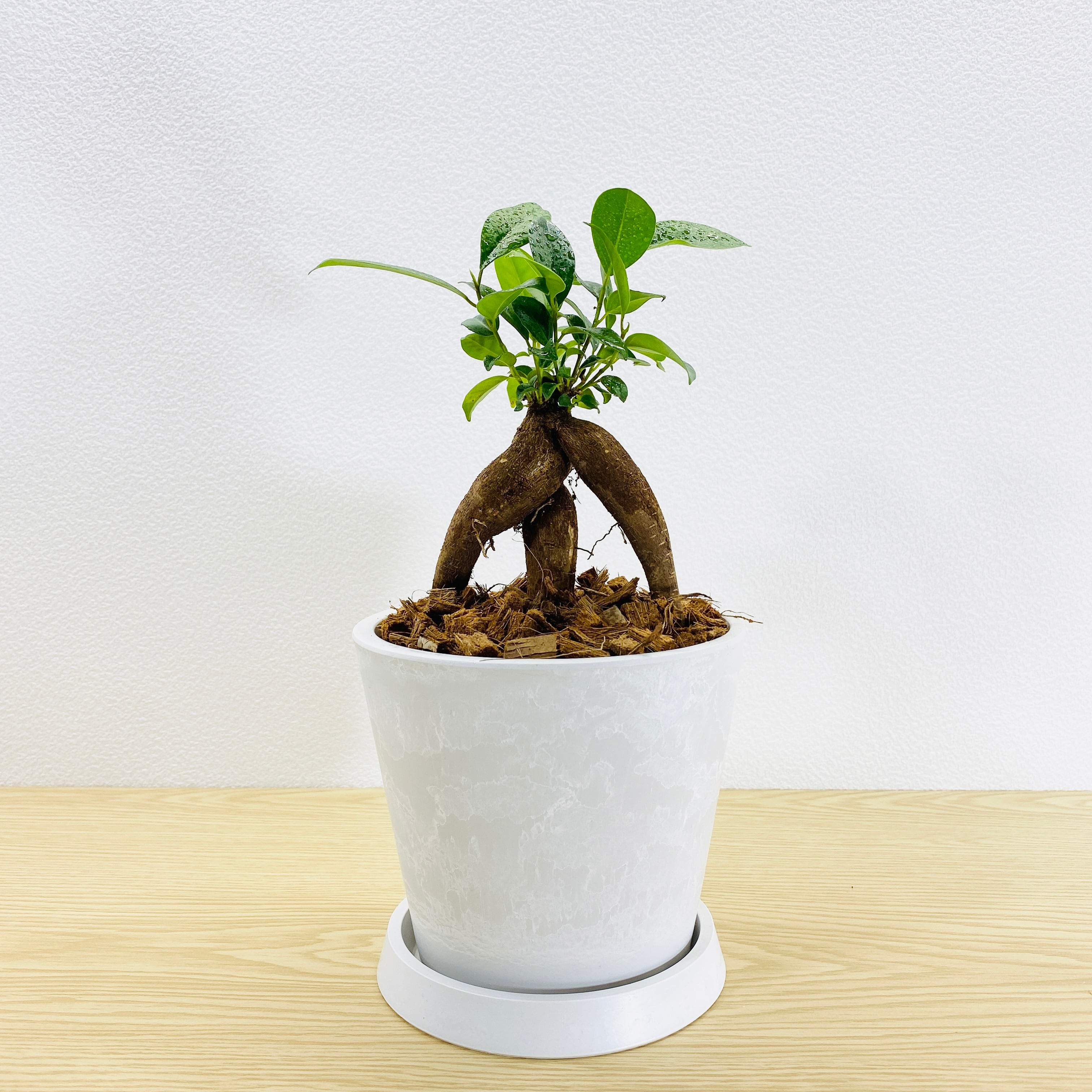ガジュマル・多幸の木　[観葉植物・1点もの]