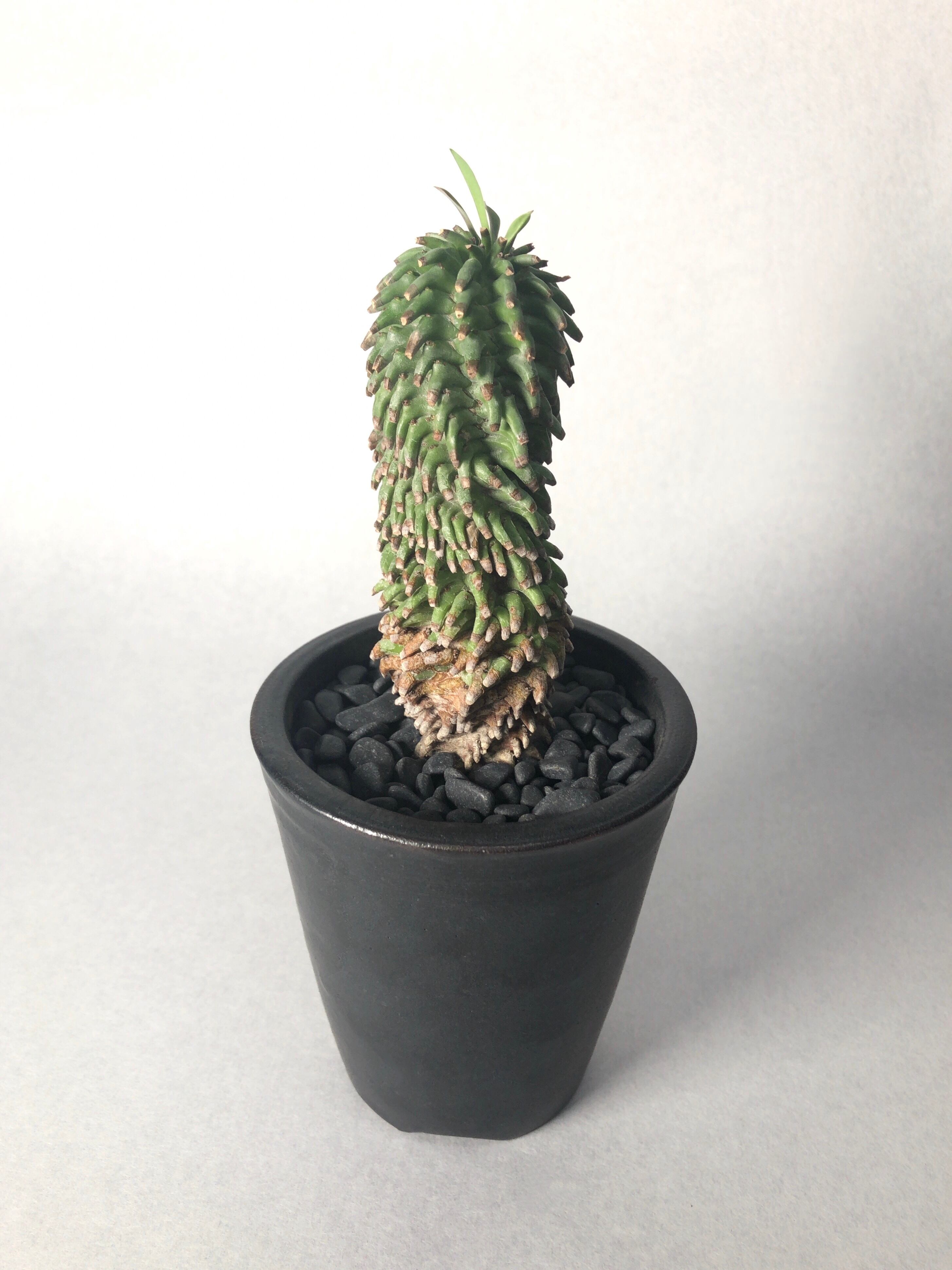 親株 ユーフォルビア 安曇野鉄甲 大株 親株 ユーフォルビア 安曇野鉄甲