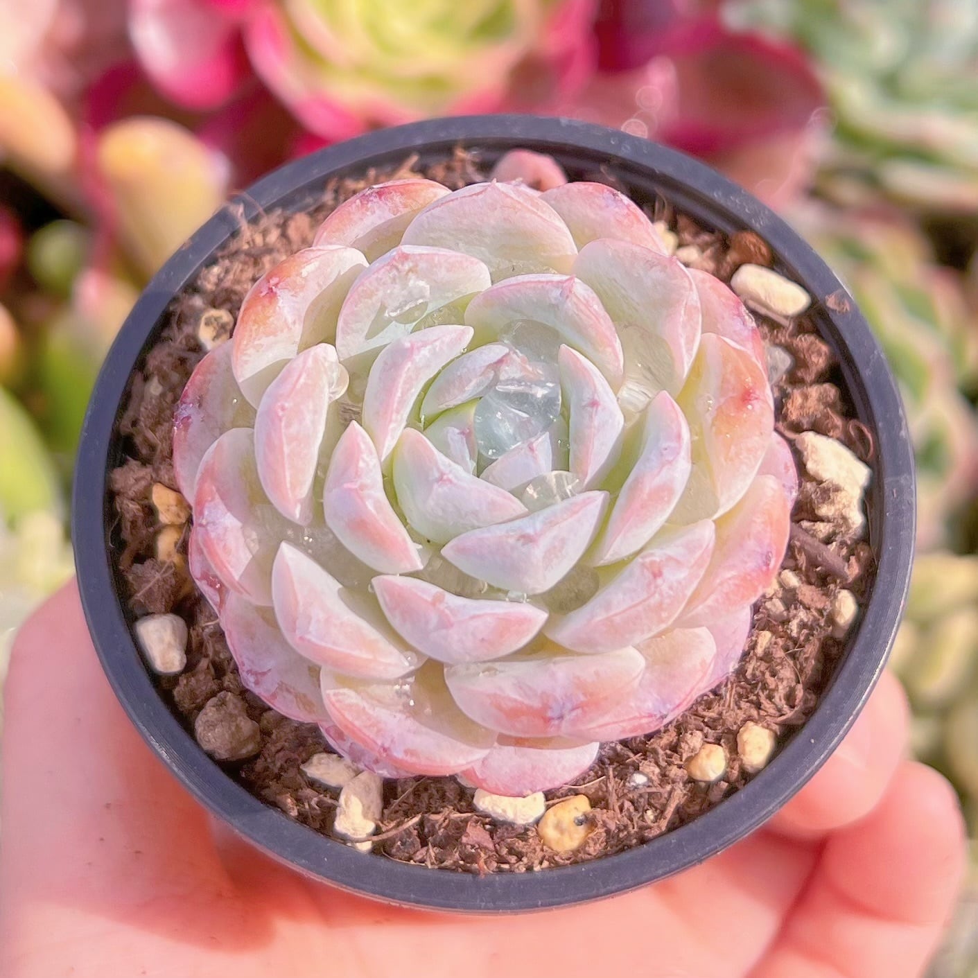 現品　ホワイトスノー#889　るる農園