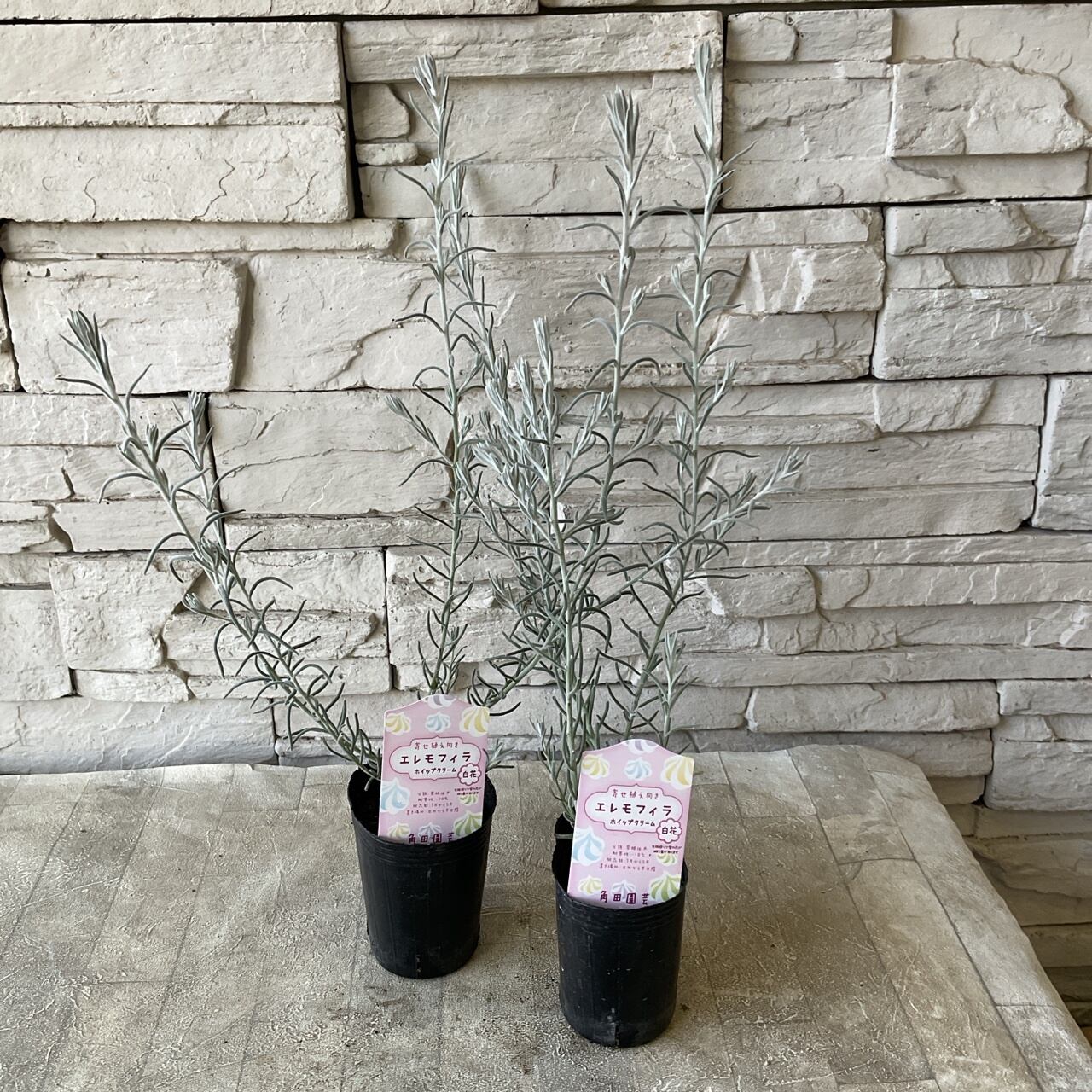 プリムラ レトロボックス | 橋本種苗園