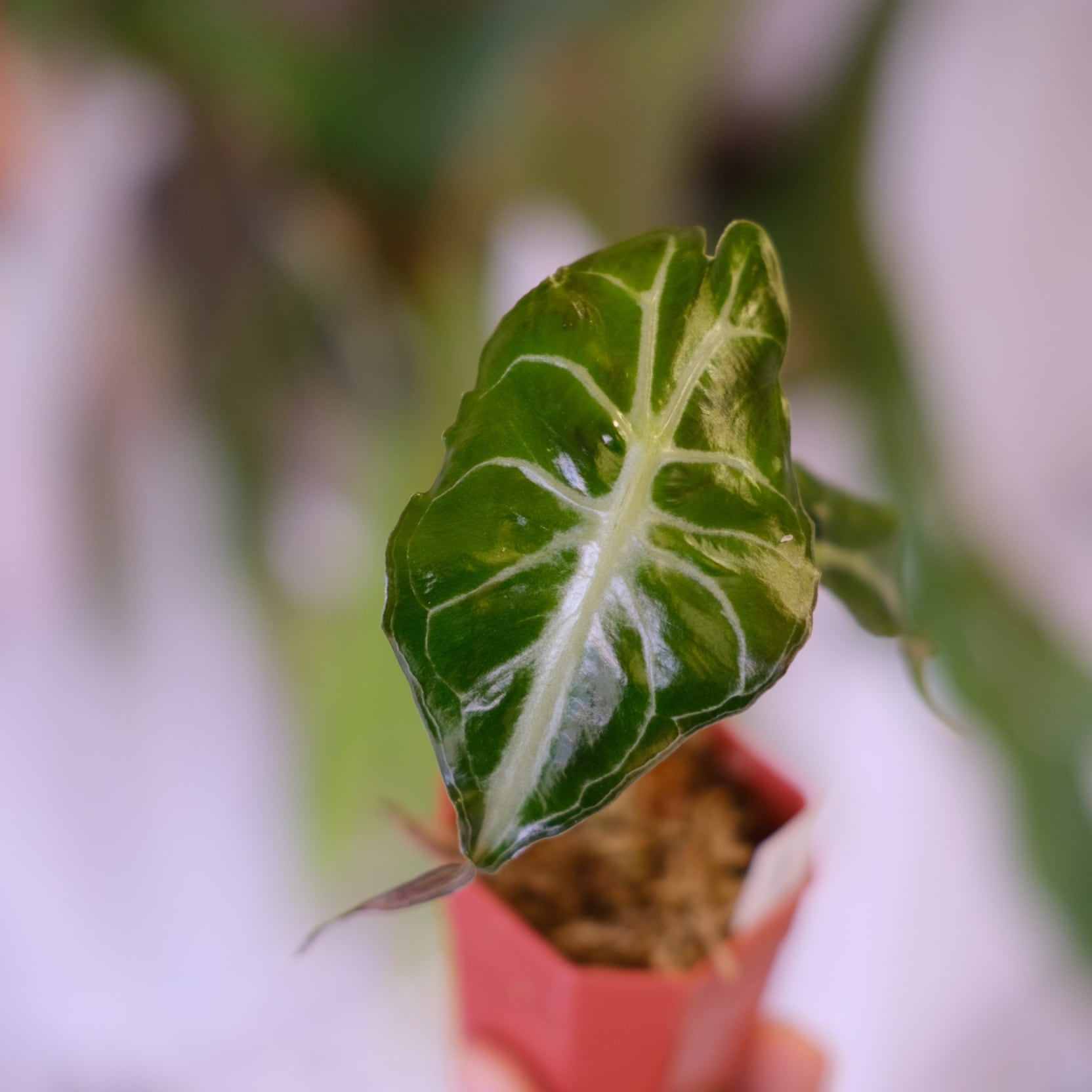 アロカシア ヴェノム Alocasia 'Venom' 管理番号s231 アロカシア ヴェノム Alocasia 'Venom' 管理番号s231 AWAZON