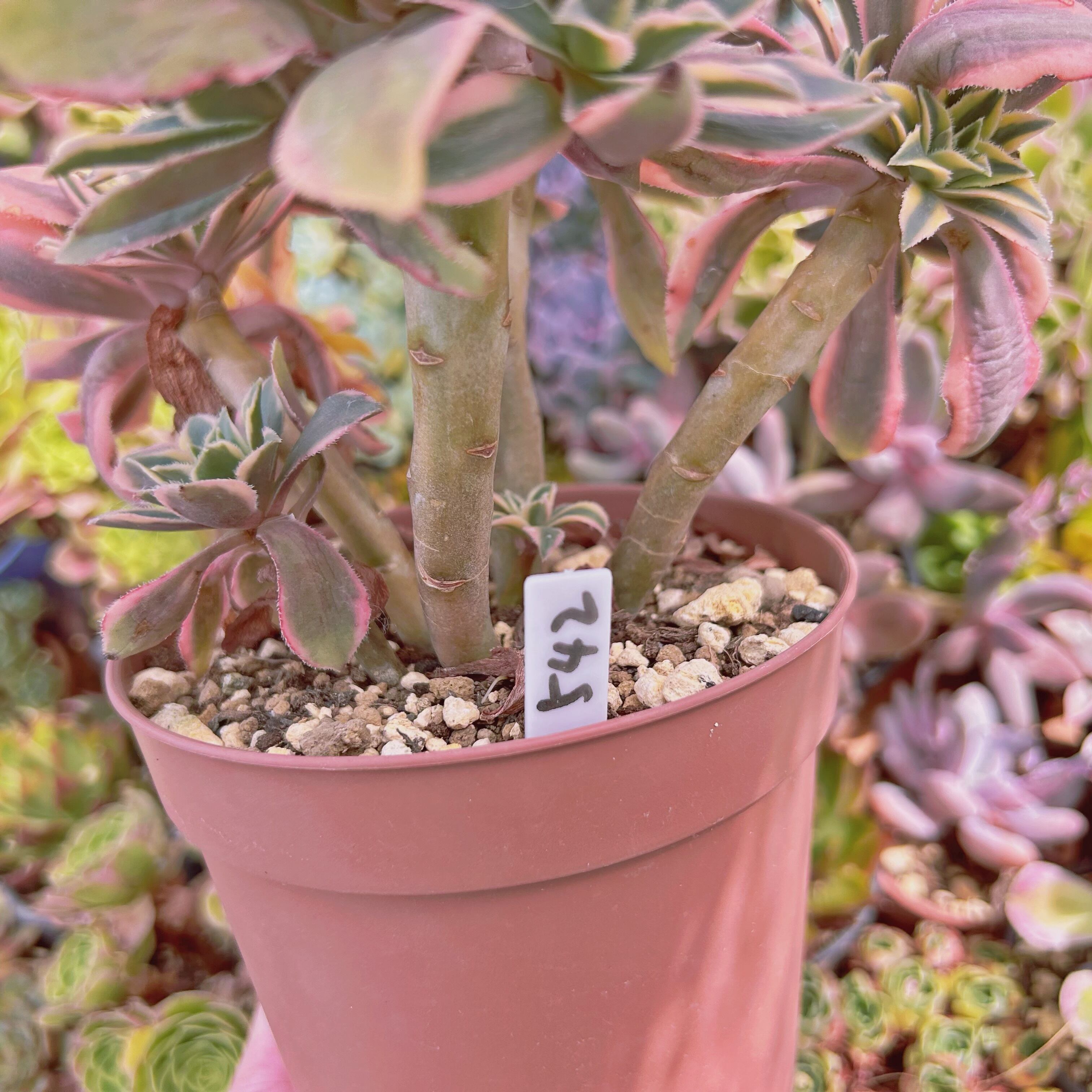 542現物 多肉植物 鳳凰覆輪錦 特大 | るる農園~多肉植物専門