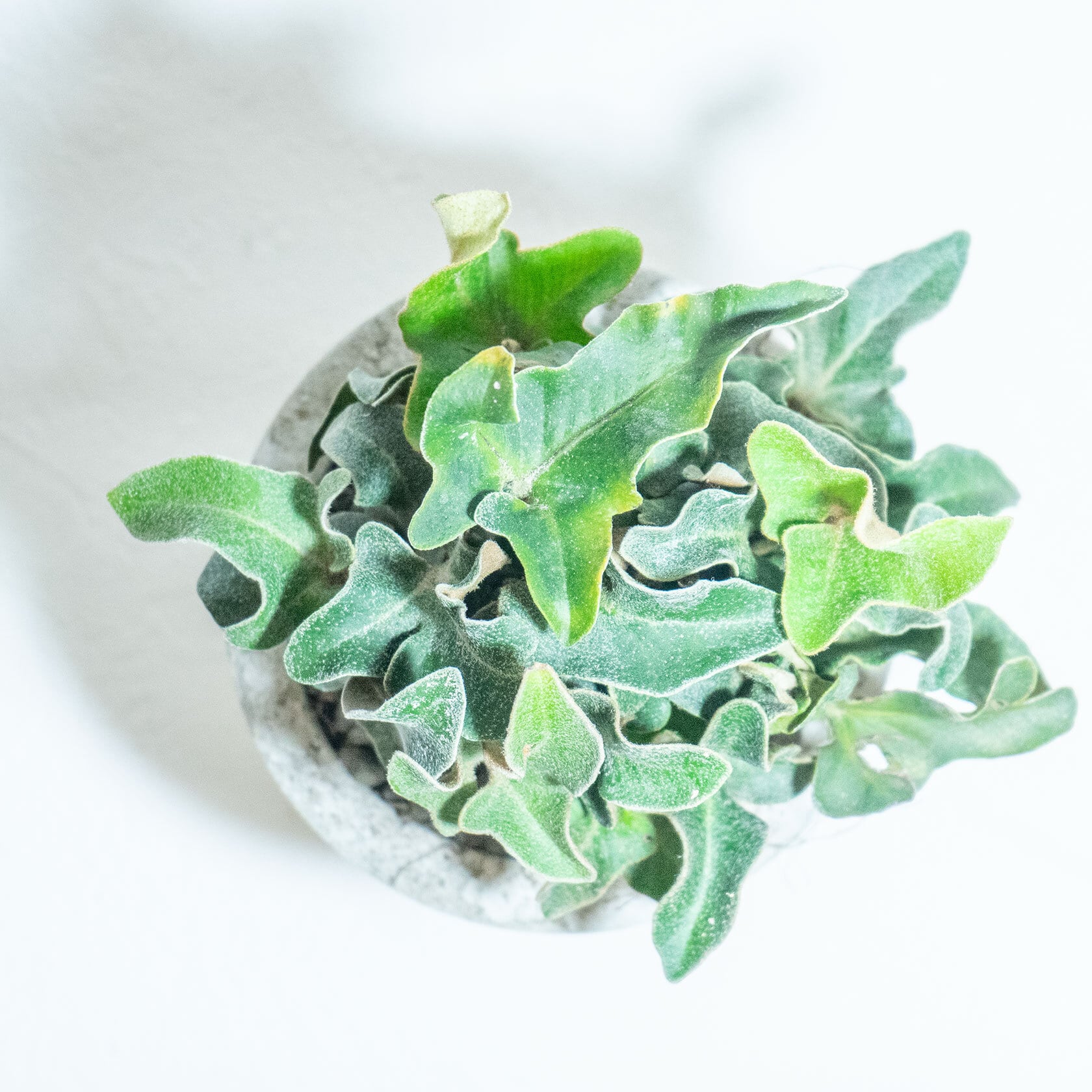 ＼送料無料／≪ 観葉植物 ≫イワオモダカの鉢植え／ざらっとした風合いのシンプルなモルタル鉢