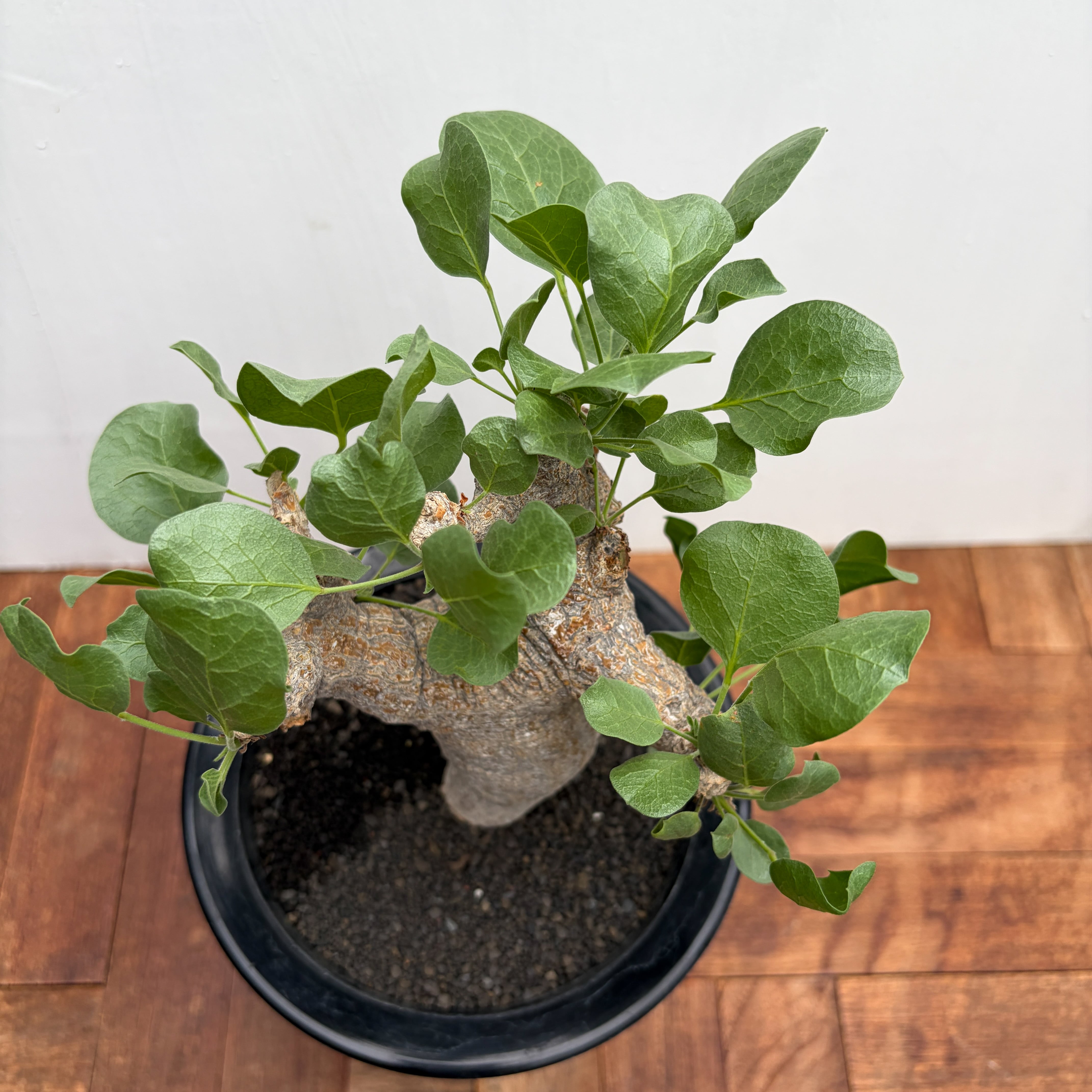 Commiphora drakebrockmanii【コミフォラ・ドレイクブロックマニー