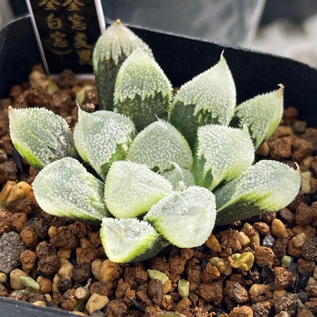 ハオルチア オブツーサ錦 竜珠 糊斑 | mocono_plants