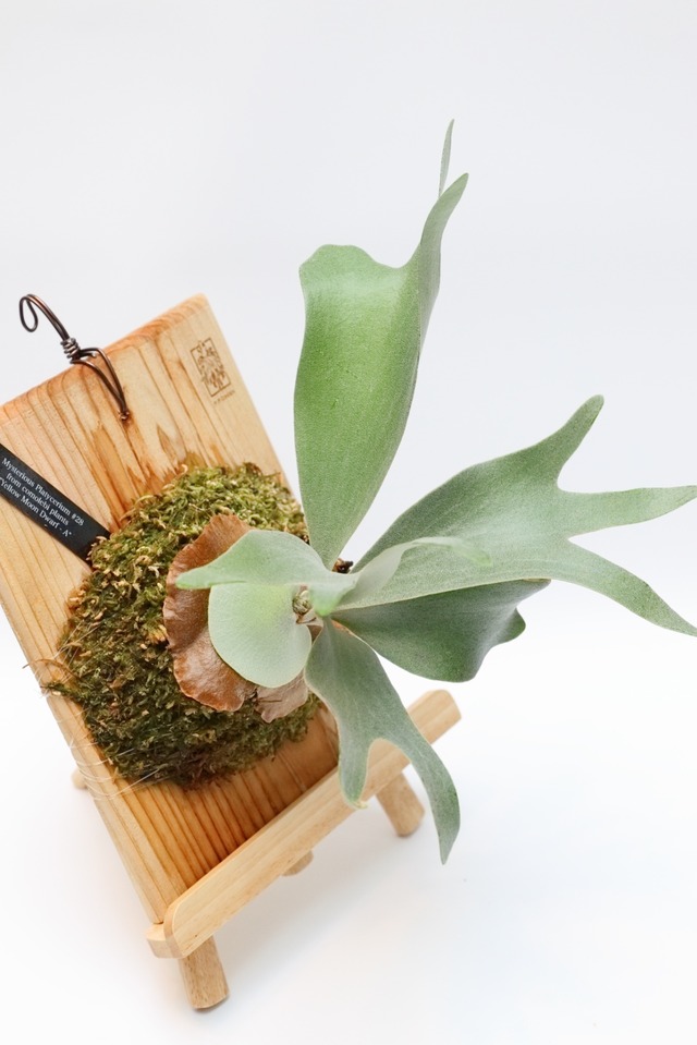 Mysterious platycerium