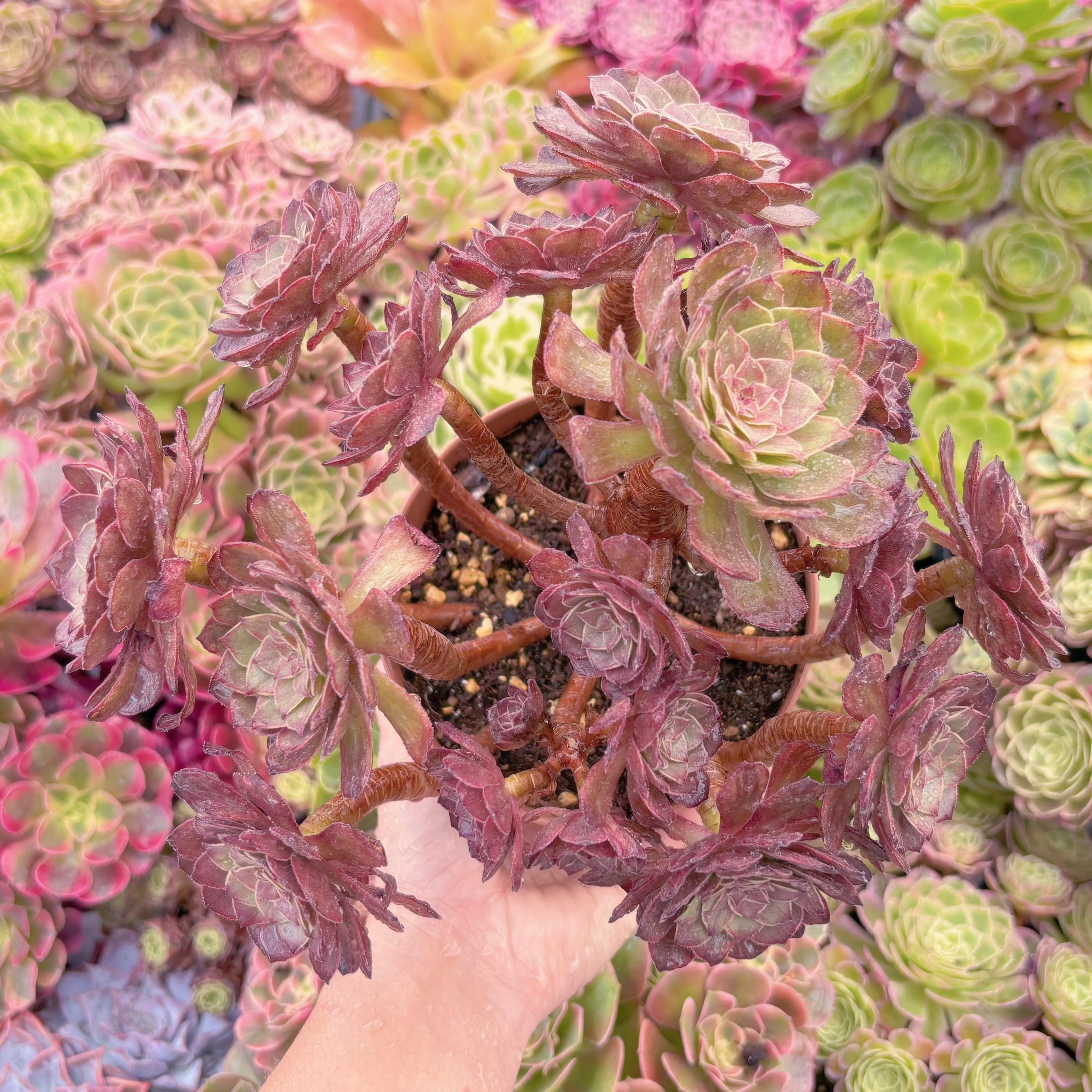 現品　紅絲絨#K590　大群生　るる農園