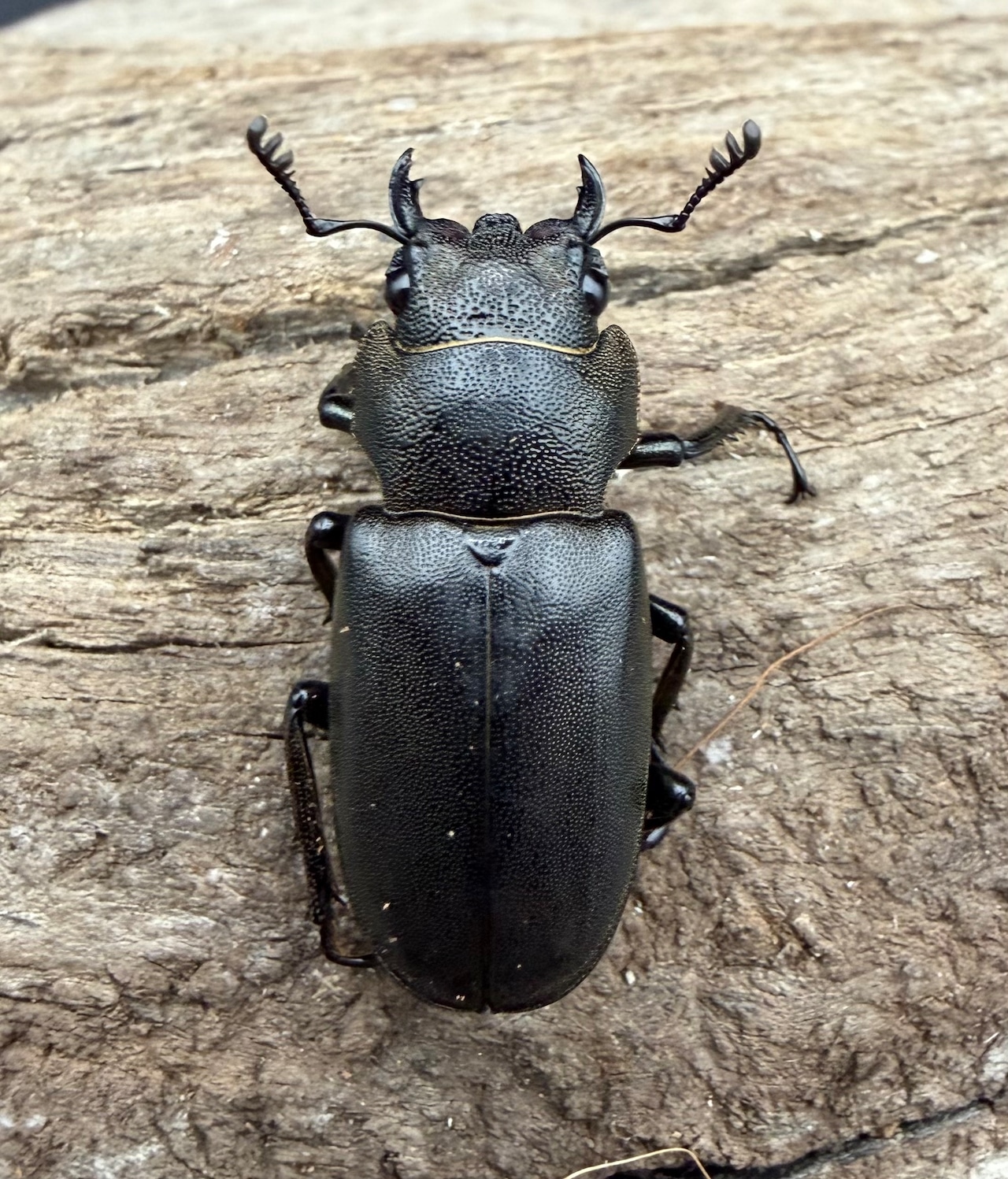 【WD】《メタリフェルホソアカ亜種フィナエ 92.5mm ペア》