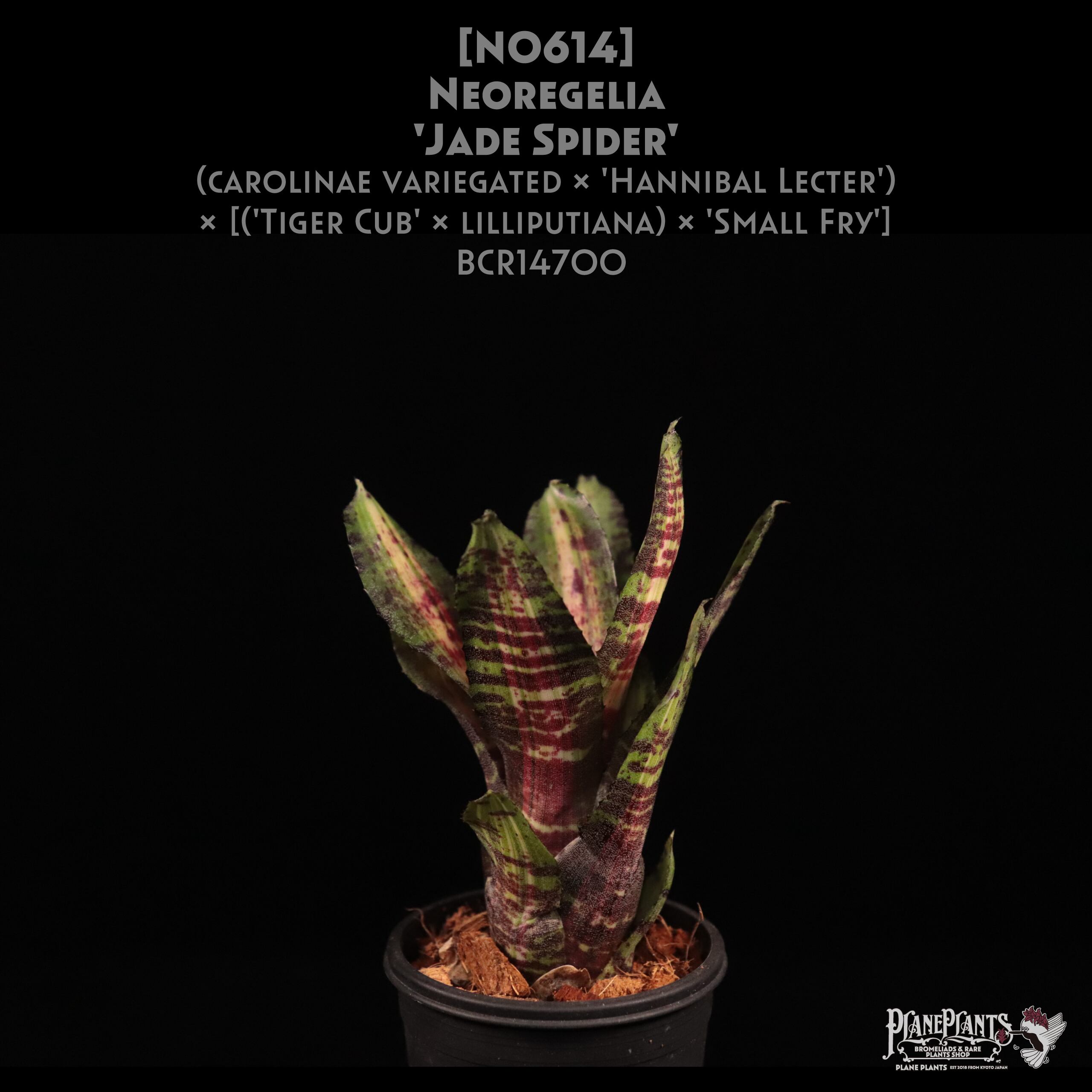 【送料無料】Neoregelia 'Jade Spider' (開花株)〔ネオレゲリア〕現品発送N0614