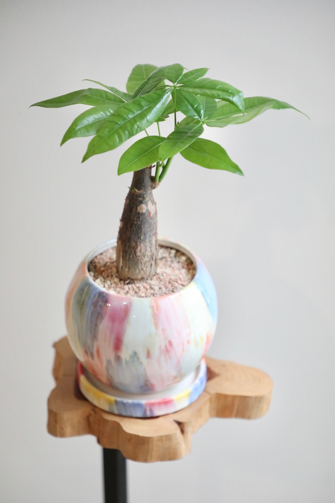 【S】パキラ/Pachira ※陶器鉢付き