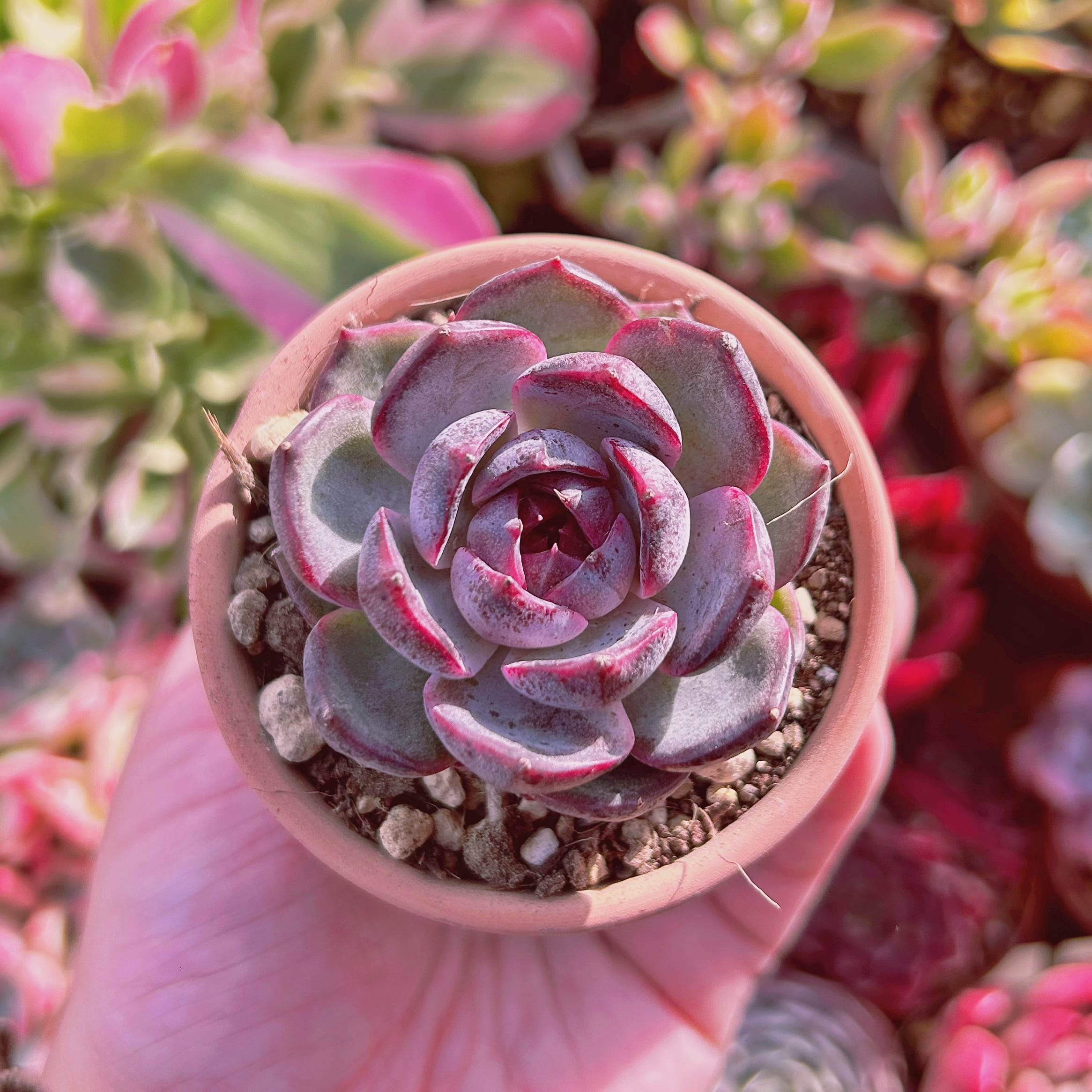 多肉植物　Echeveria 新品種　ブルーベリーx月影