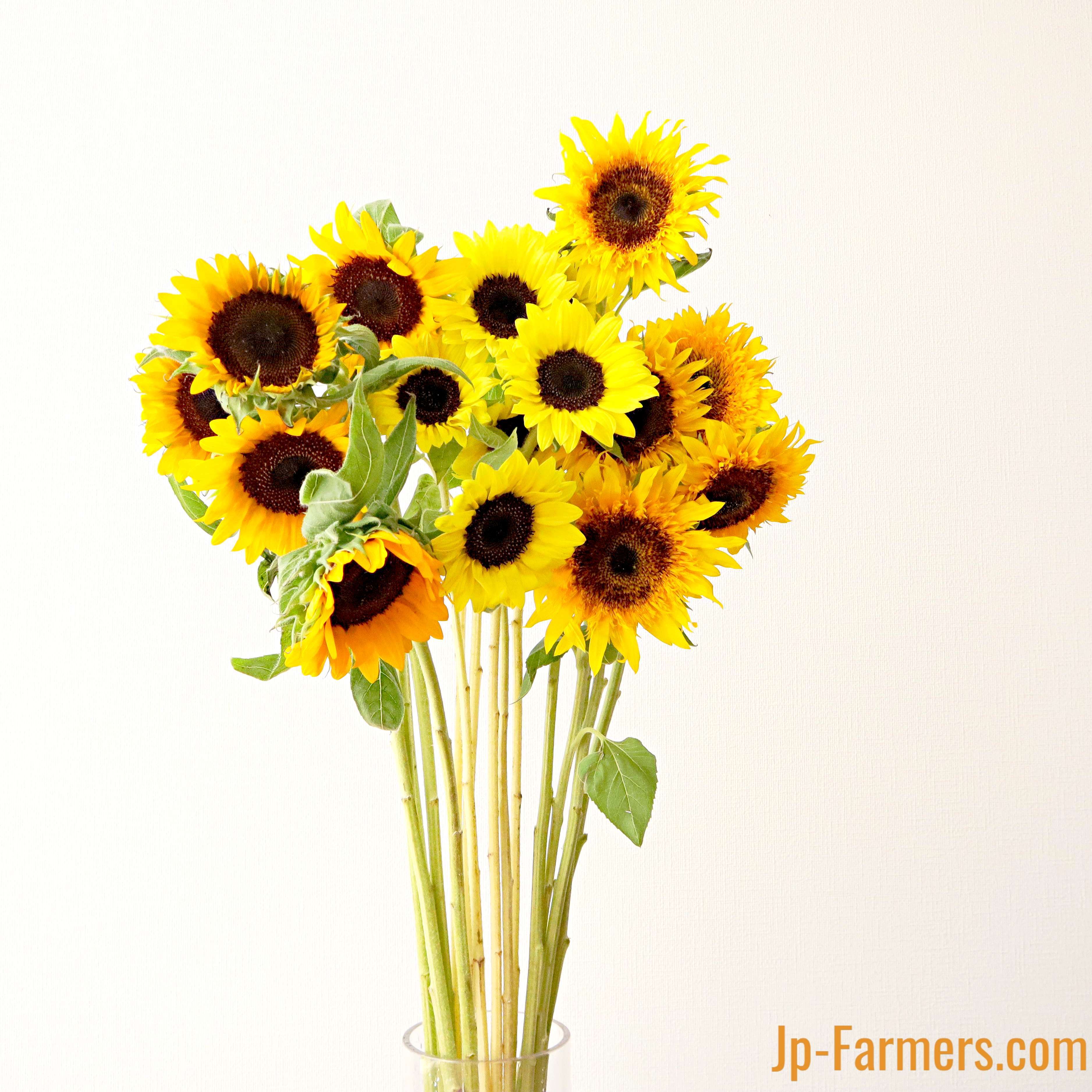 Jp-farmersがお届けする ヒマワリMIX 30本 | 新鮮お花問屋 Jp-Farmers.com