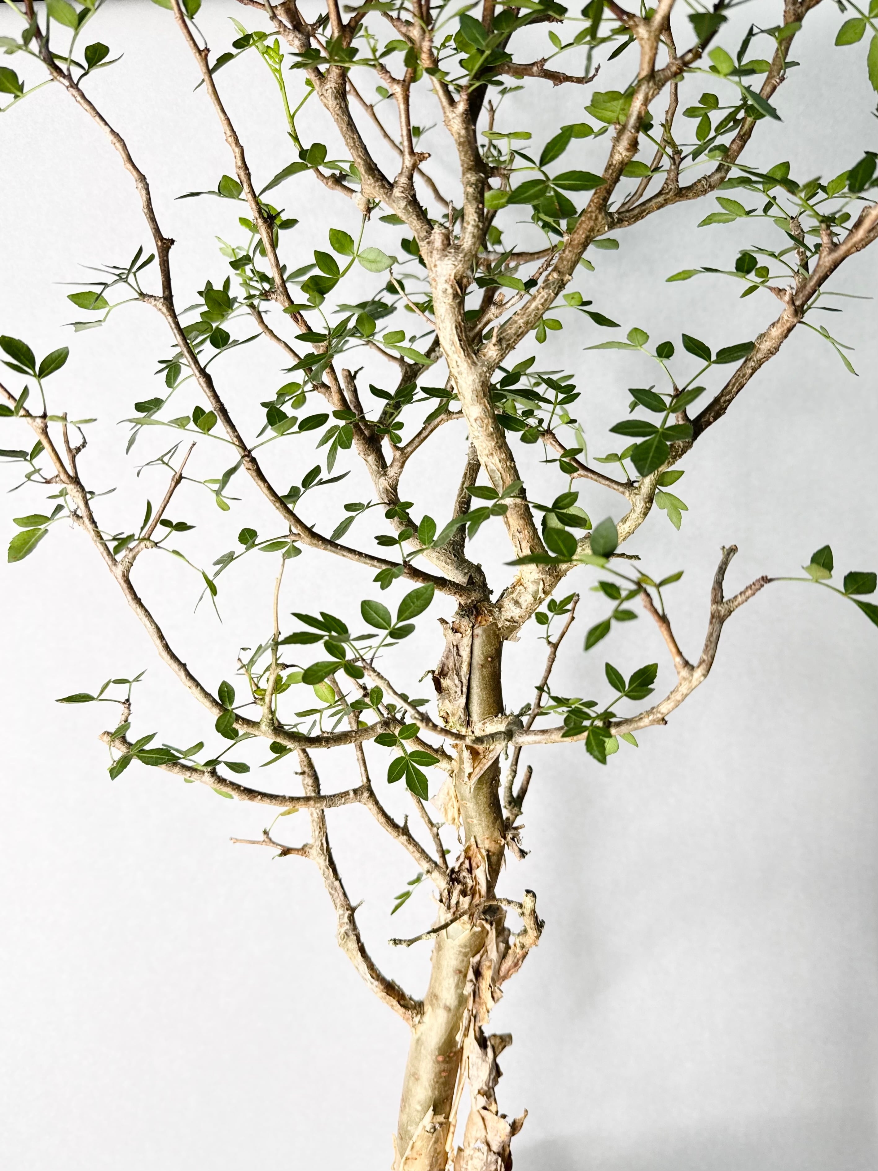 Pottery × Plants | trigger