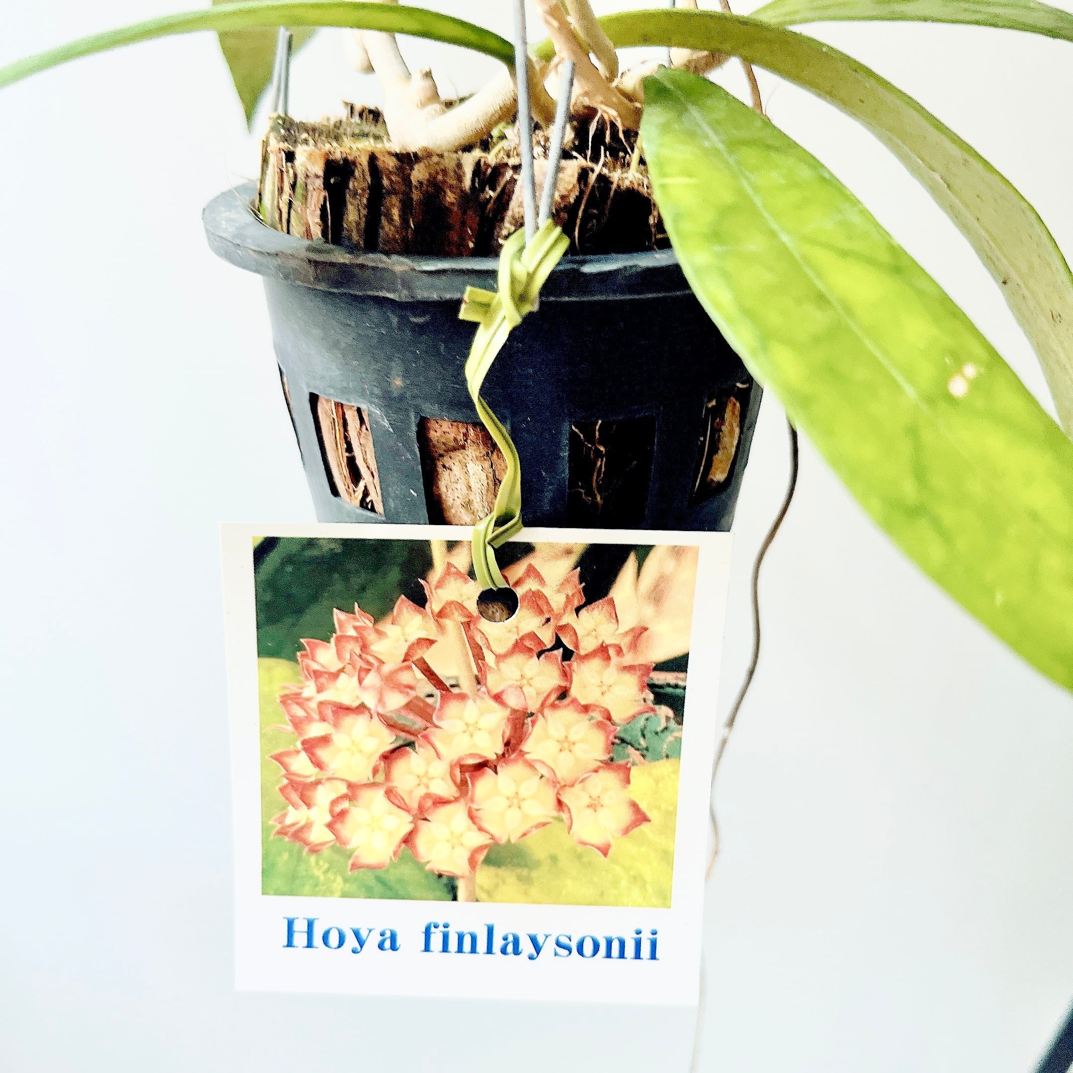希少ホヤコレクション｜ Hoya finlaysonii ホヤ・フィンレイソニー 希少ホヤコレクション｜ Hoya finlaysonii（ホヤ・フィンレイソニー