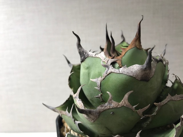 アガベ チタノタ パンダ