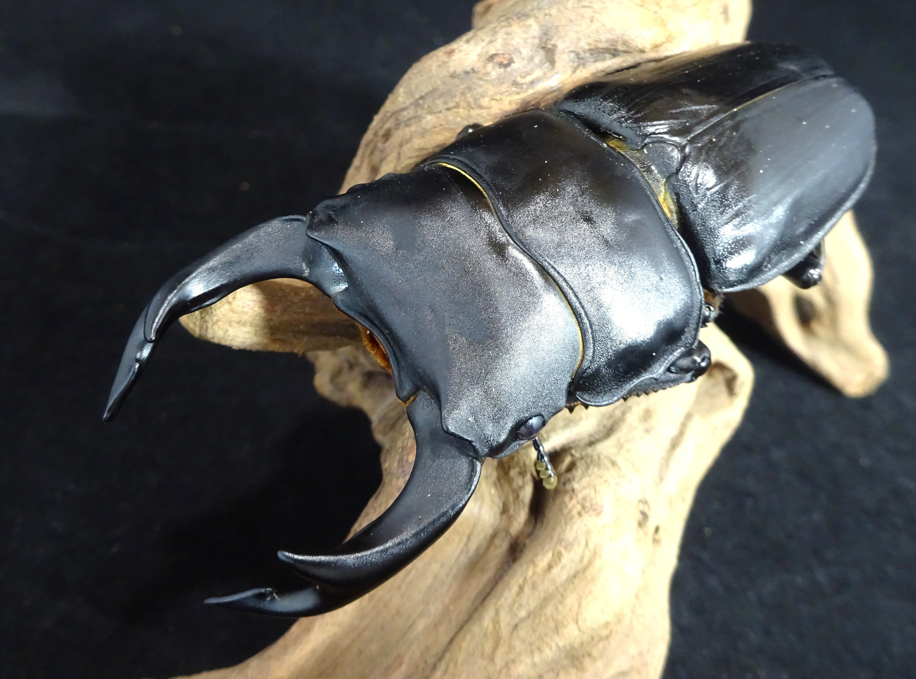 オオクワガタ89.5mm 能勢産　YG血統 昆虫標本用として オオクワガタ能勢YG血統 84,81,55,52mm 4頭 | 昆虫ショップ SILENT_BLUE