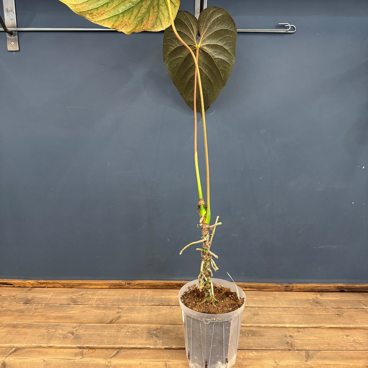 アンスリウム ロムズレッド【662】