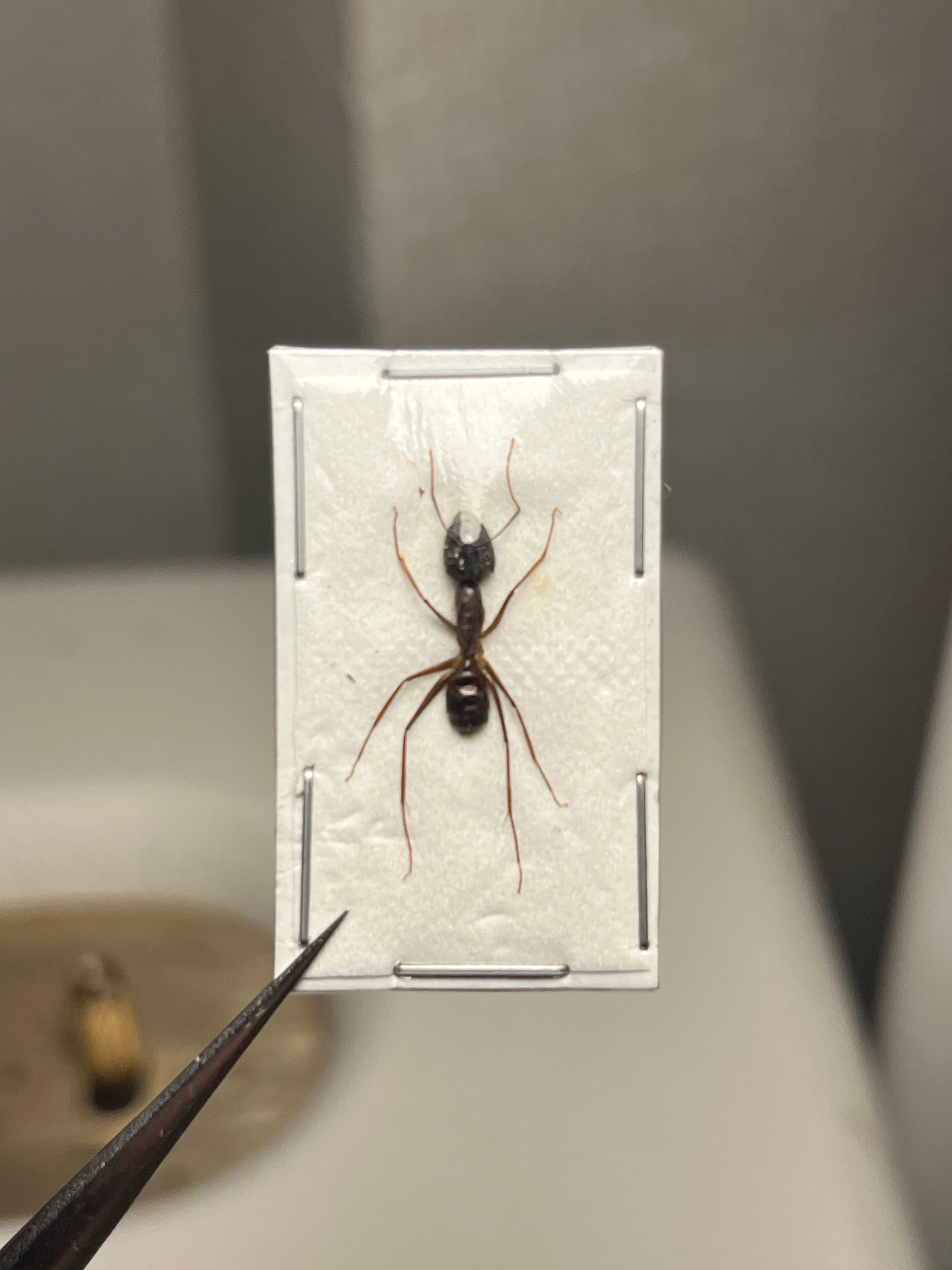 【25mm】ハキリアリの女王標本　Atta cephalotes？ パラポネラ 25mm】ハキリアリの女王標本 Atta cephalotes？ パラポネラ 【公式通販】