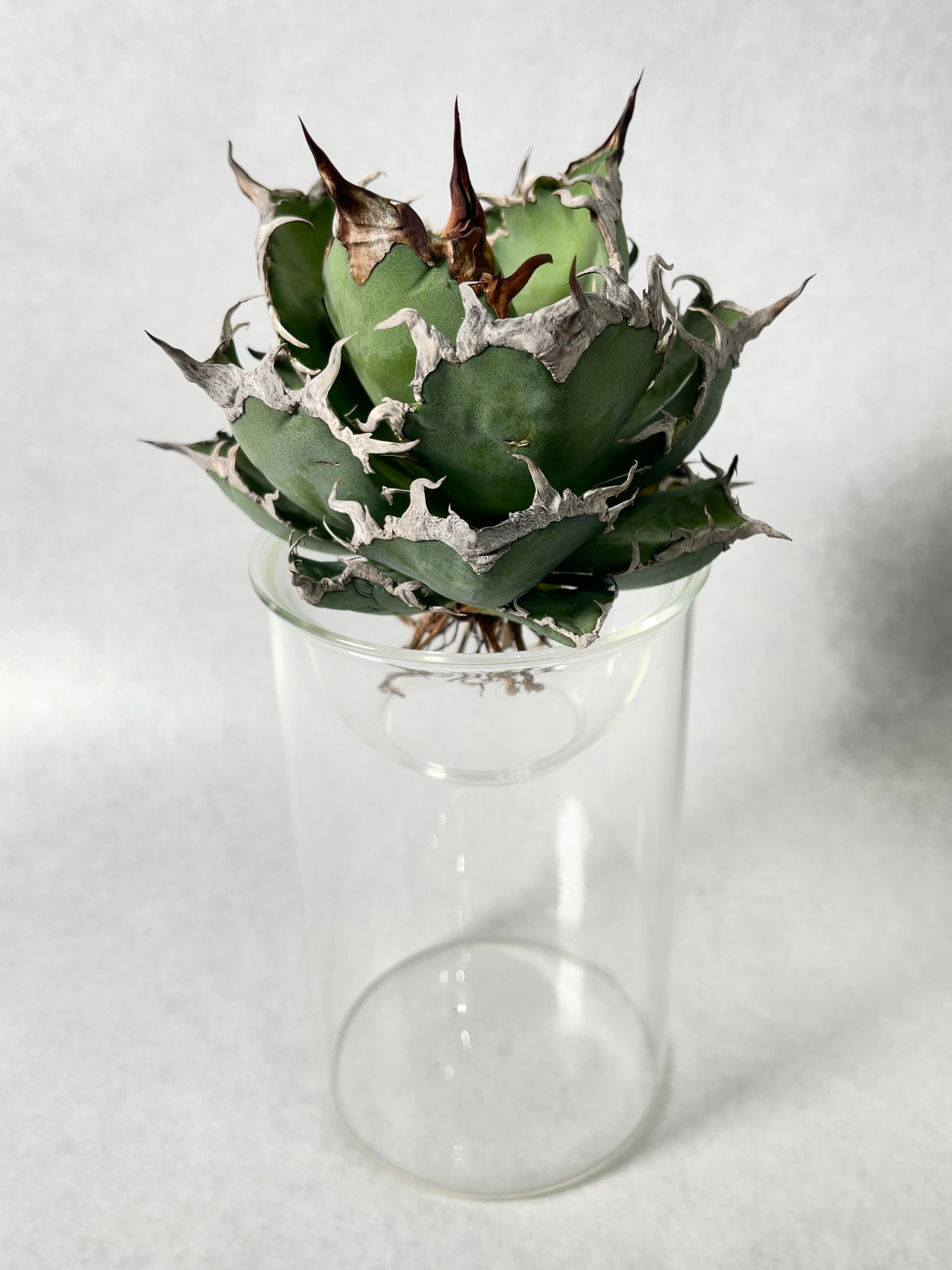 アガベ・シーザー 6(M) | trigger